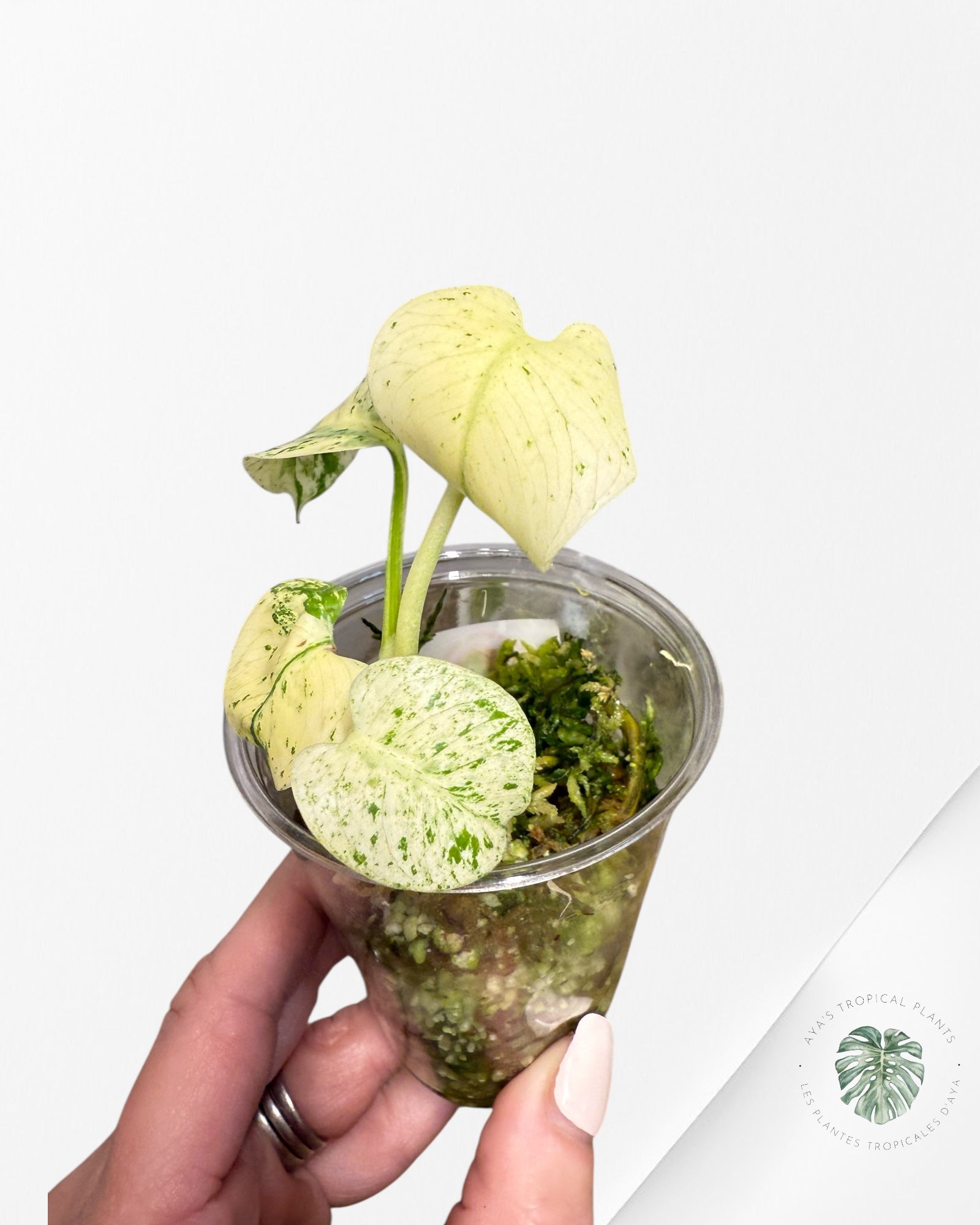 Monstera White Mint - MWM02