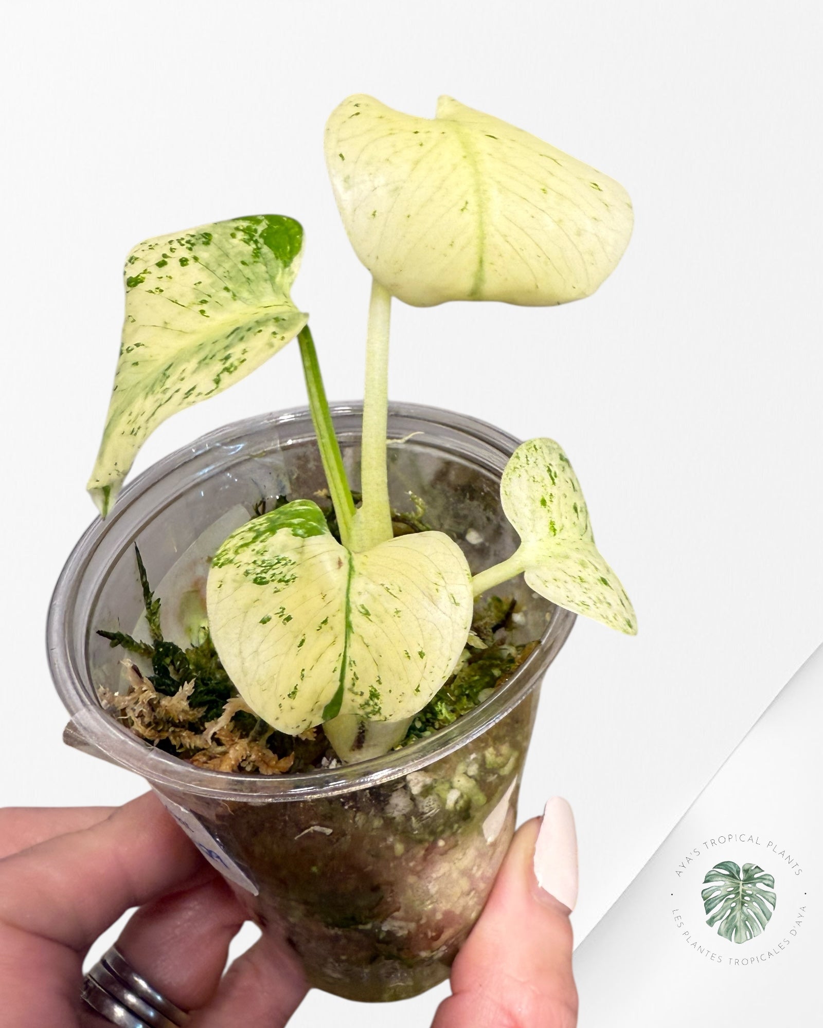 Monstera White Mint - MWM02