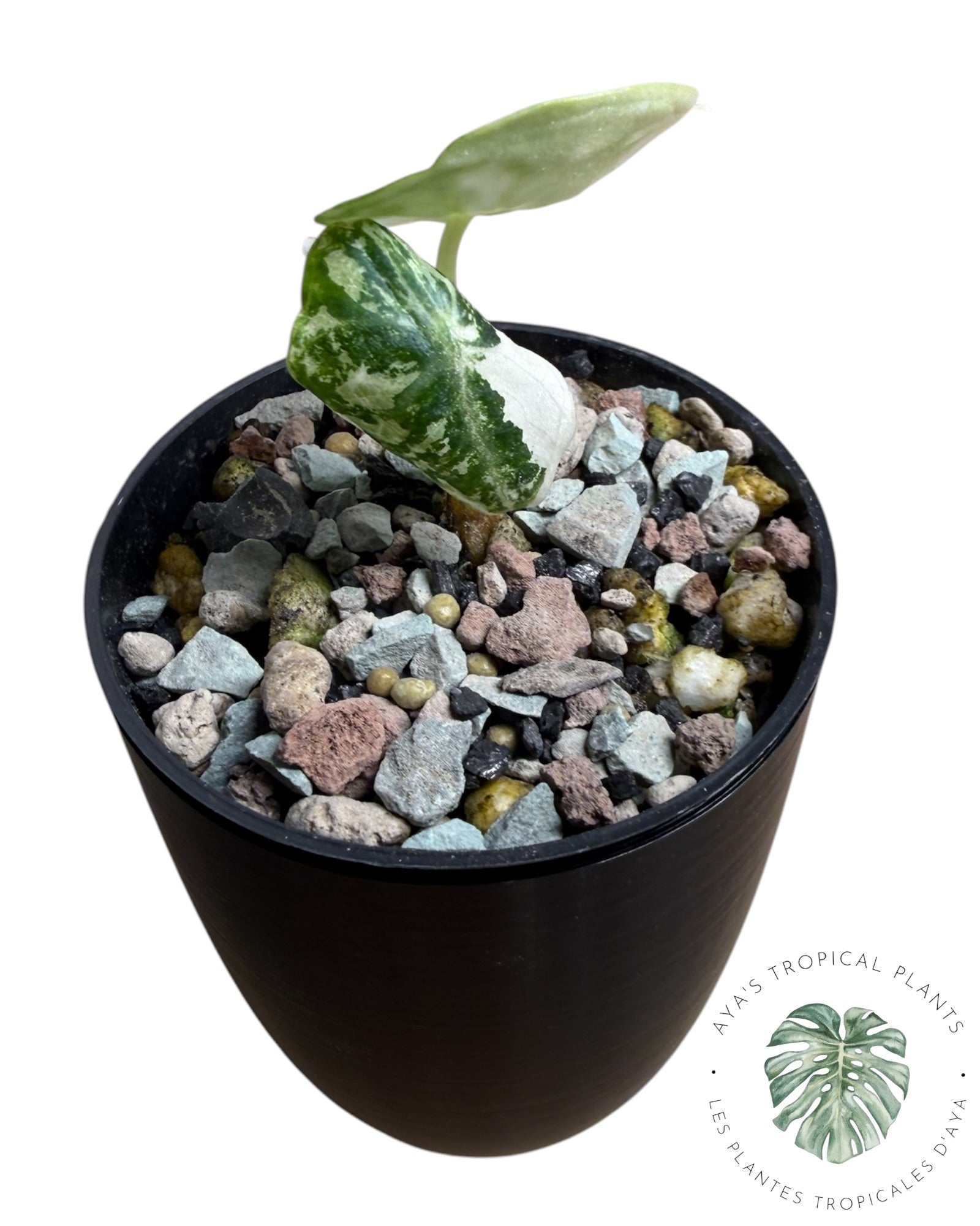 Alocasia Ninja Albo Variegated