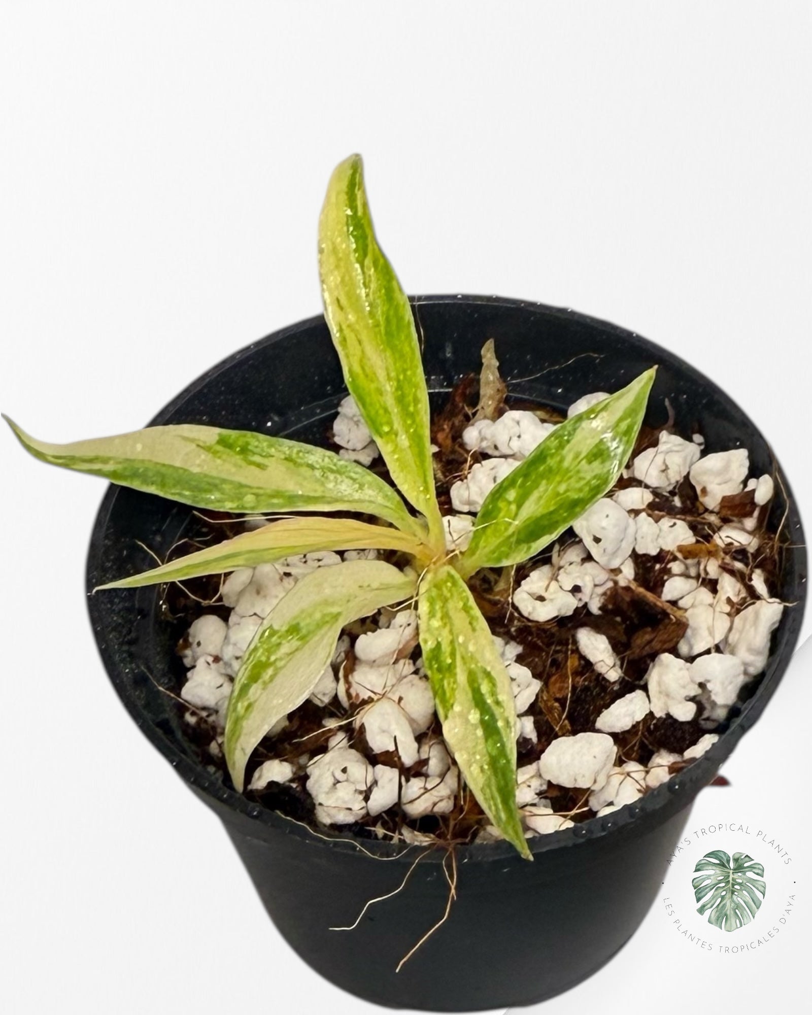 Philodendron Tortum Variegated - TC2