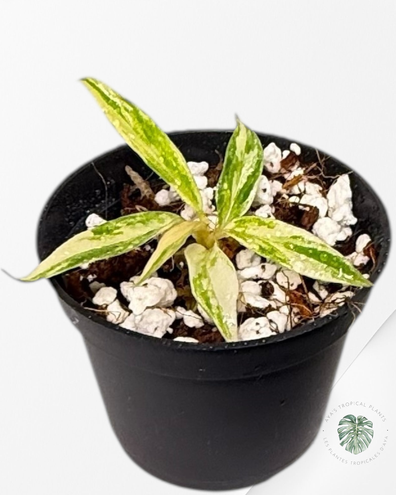 Philodendron Tortum Variegated - TC2