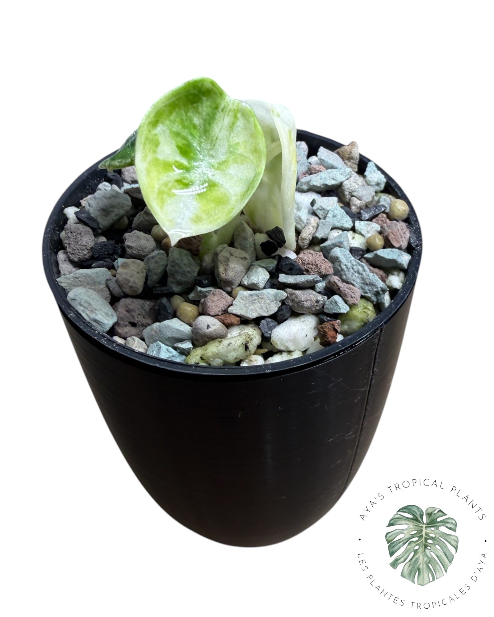 Alocasia Ninja Albo panaché