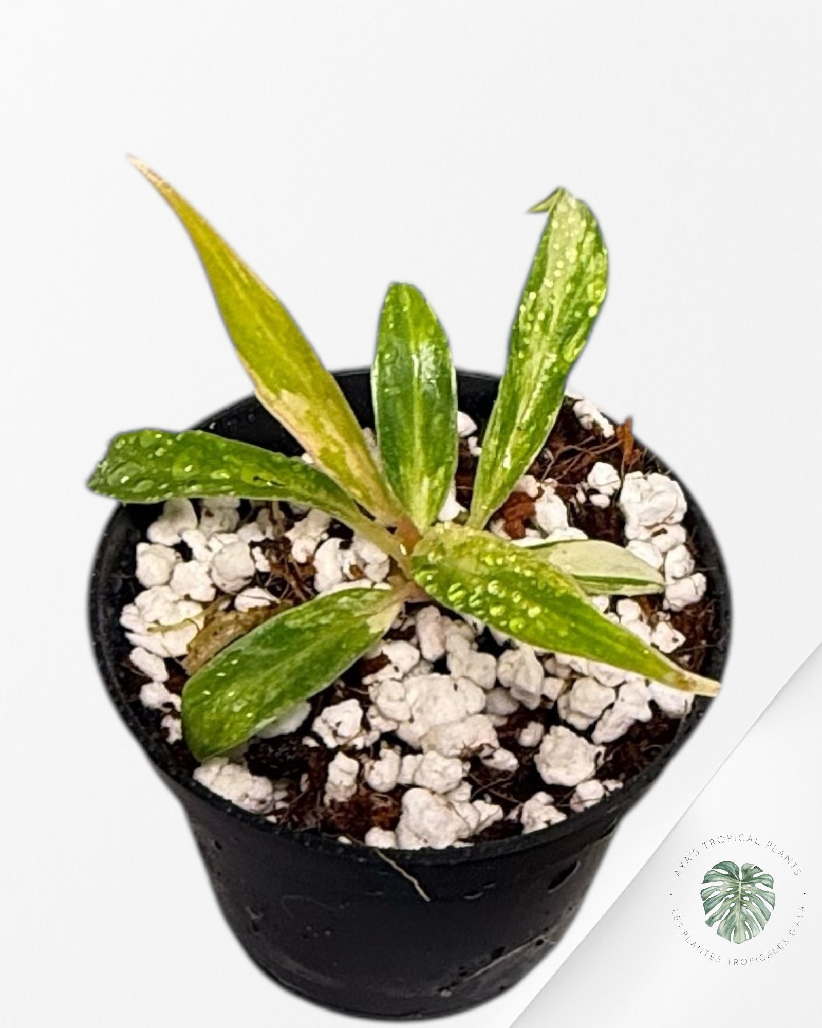 Philodendron Tortum Variegated - TC1