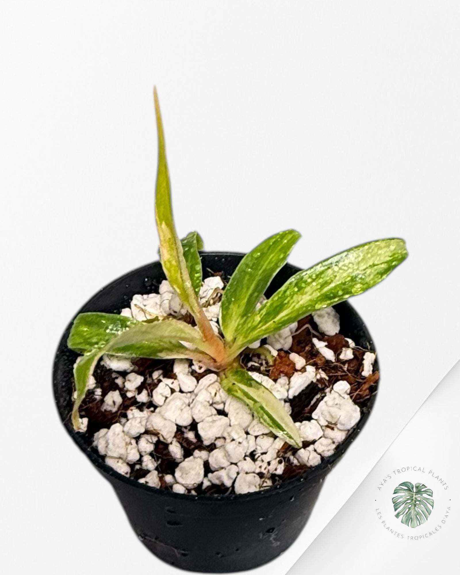 Philodendron Tortum Variegated - TC1