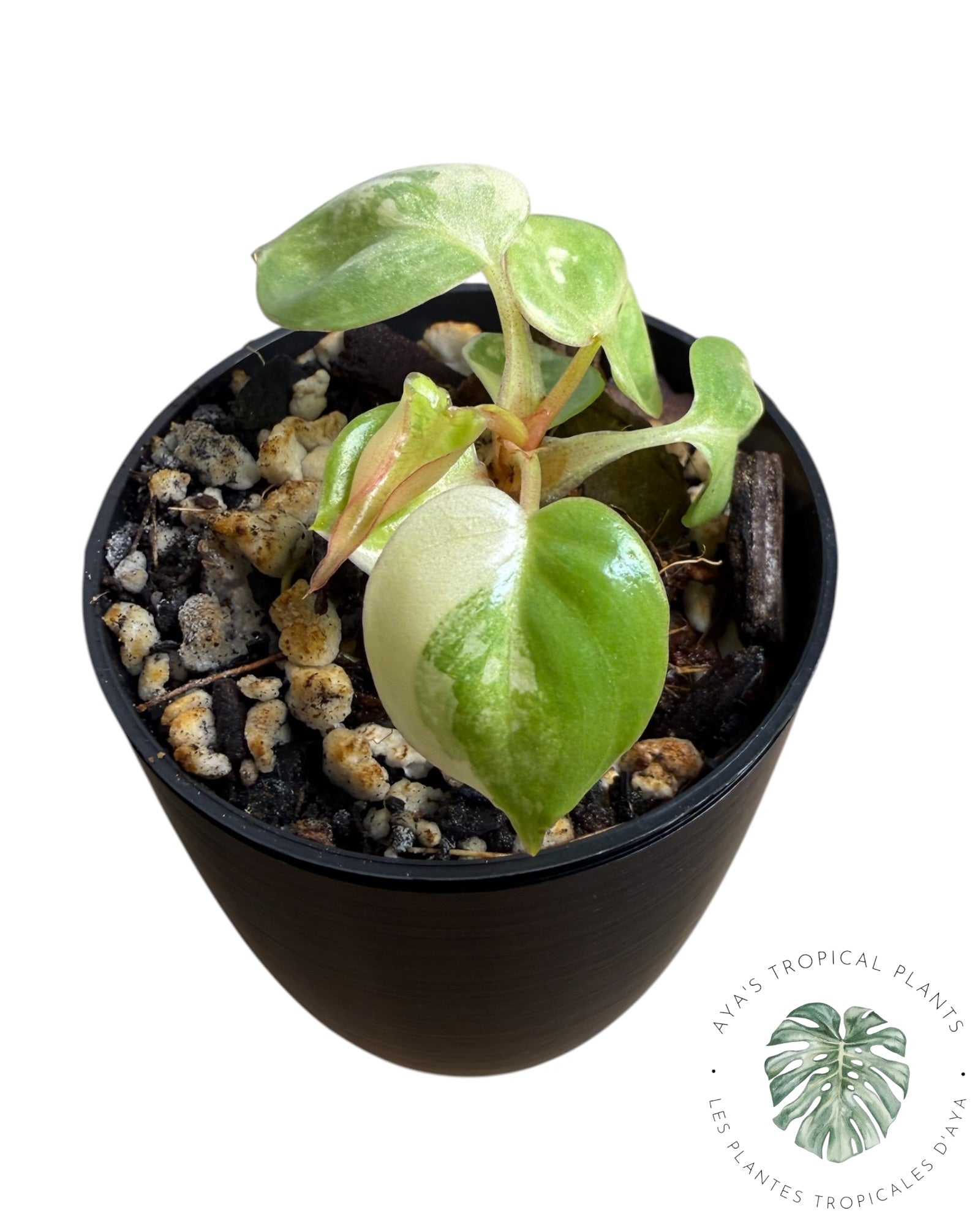 Philodendron Billietiae Variegated