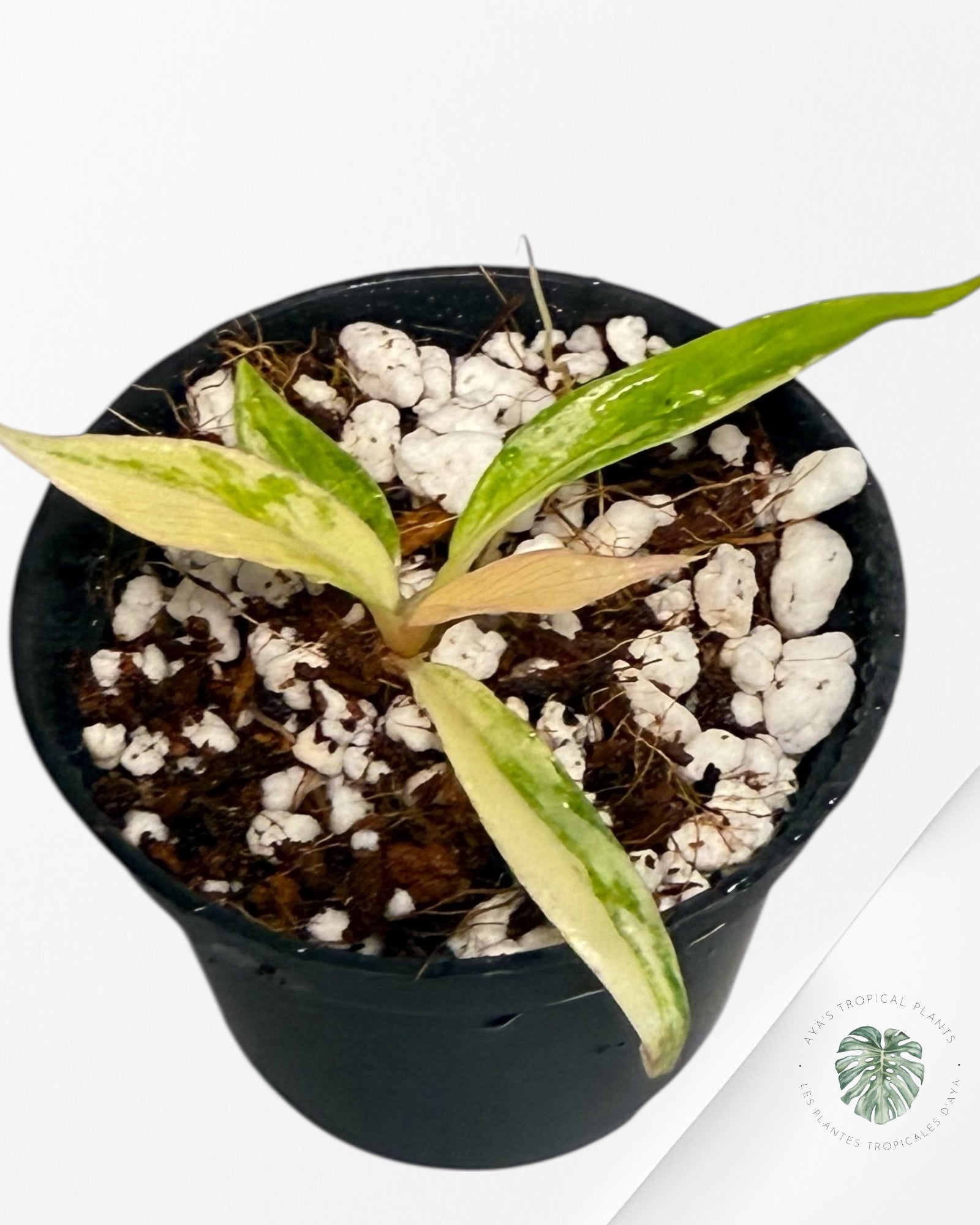 Philodendron Tortum Variegated - TC3