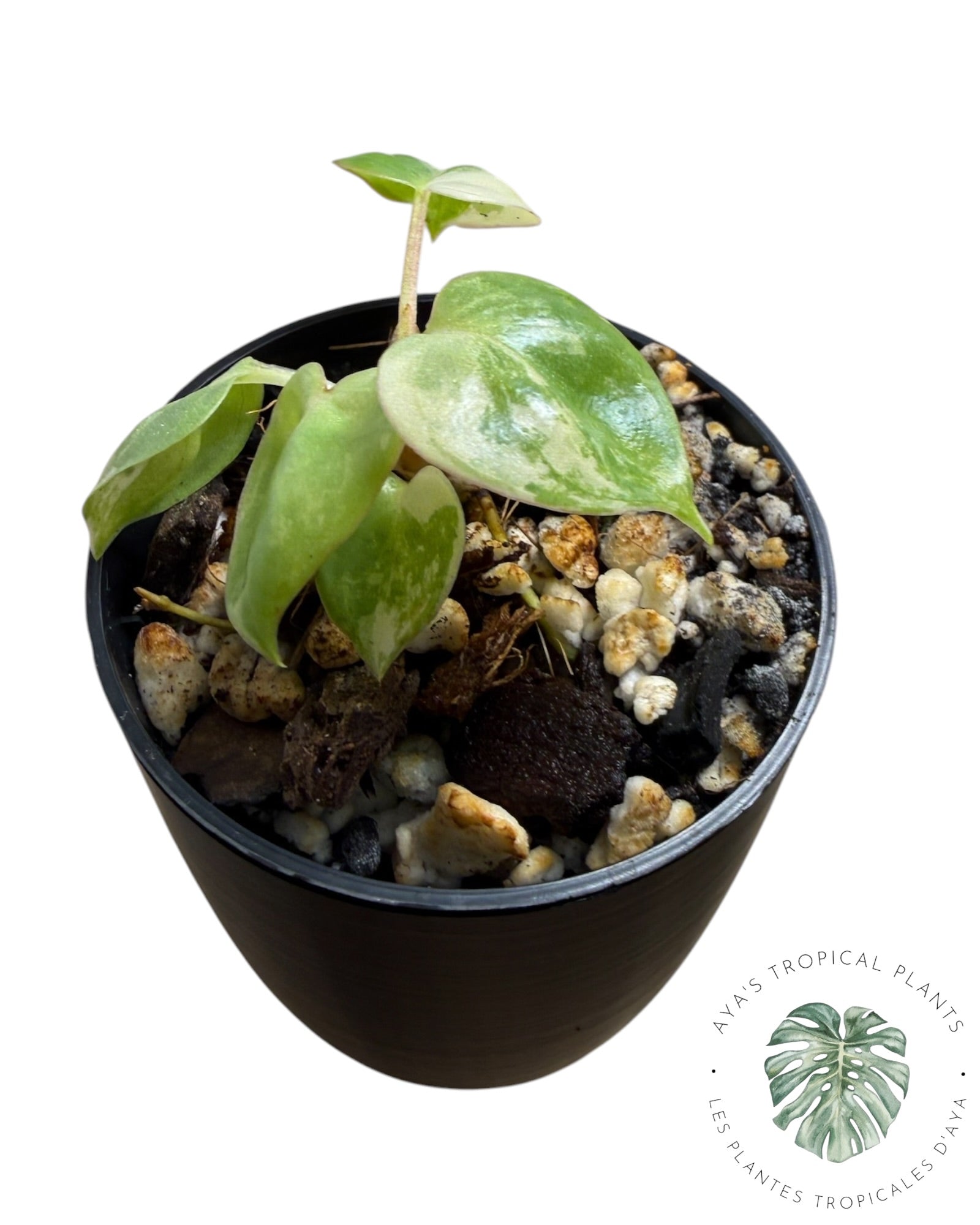 Philodendron Billietiae Variegated