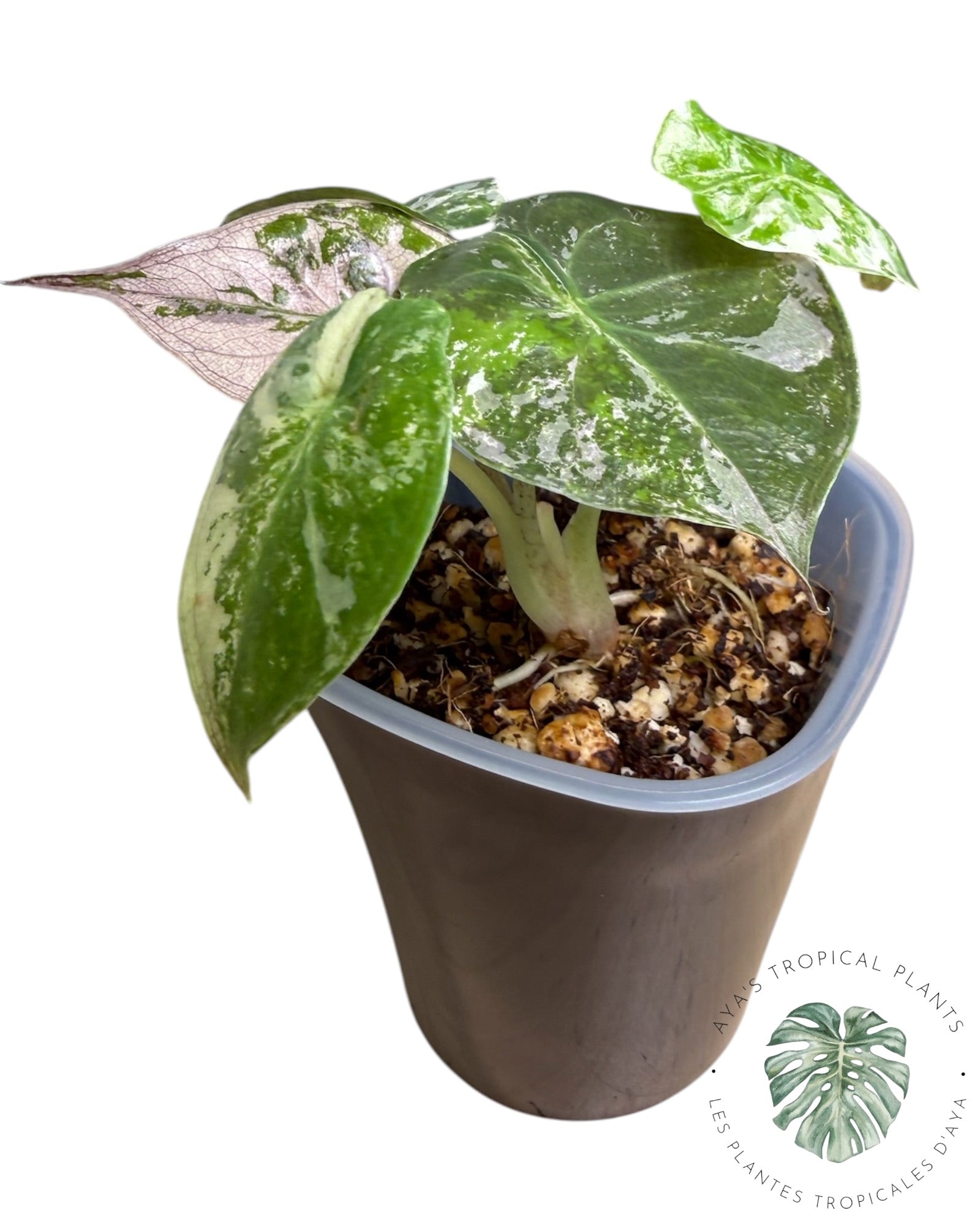 Alocasia Wentii Albo Pink Variegated