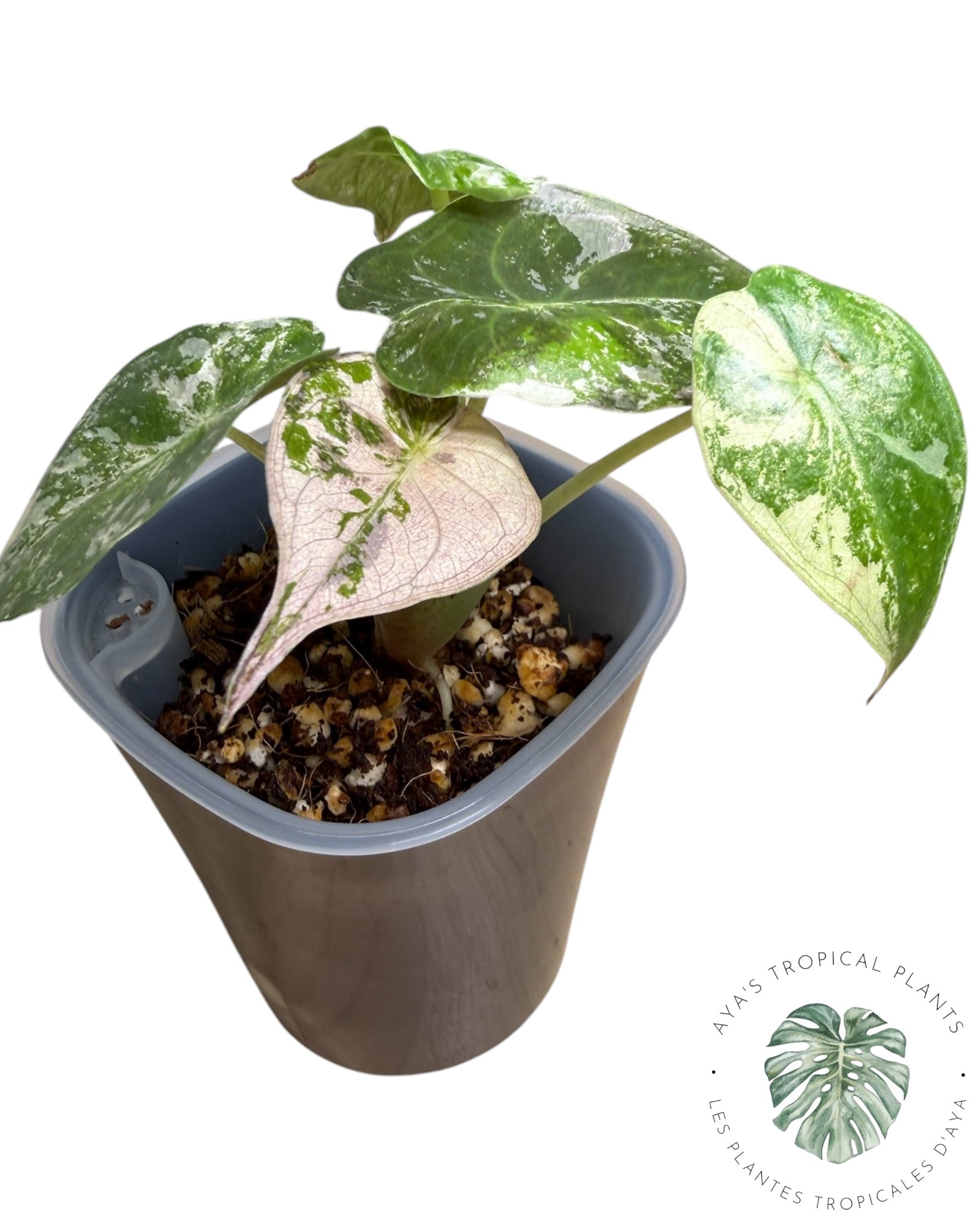 Alocasia Wentii Albo Pink Variegated