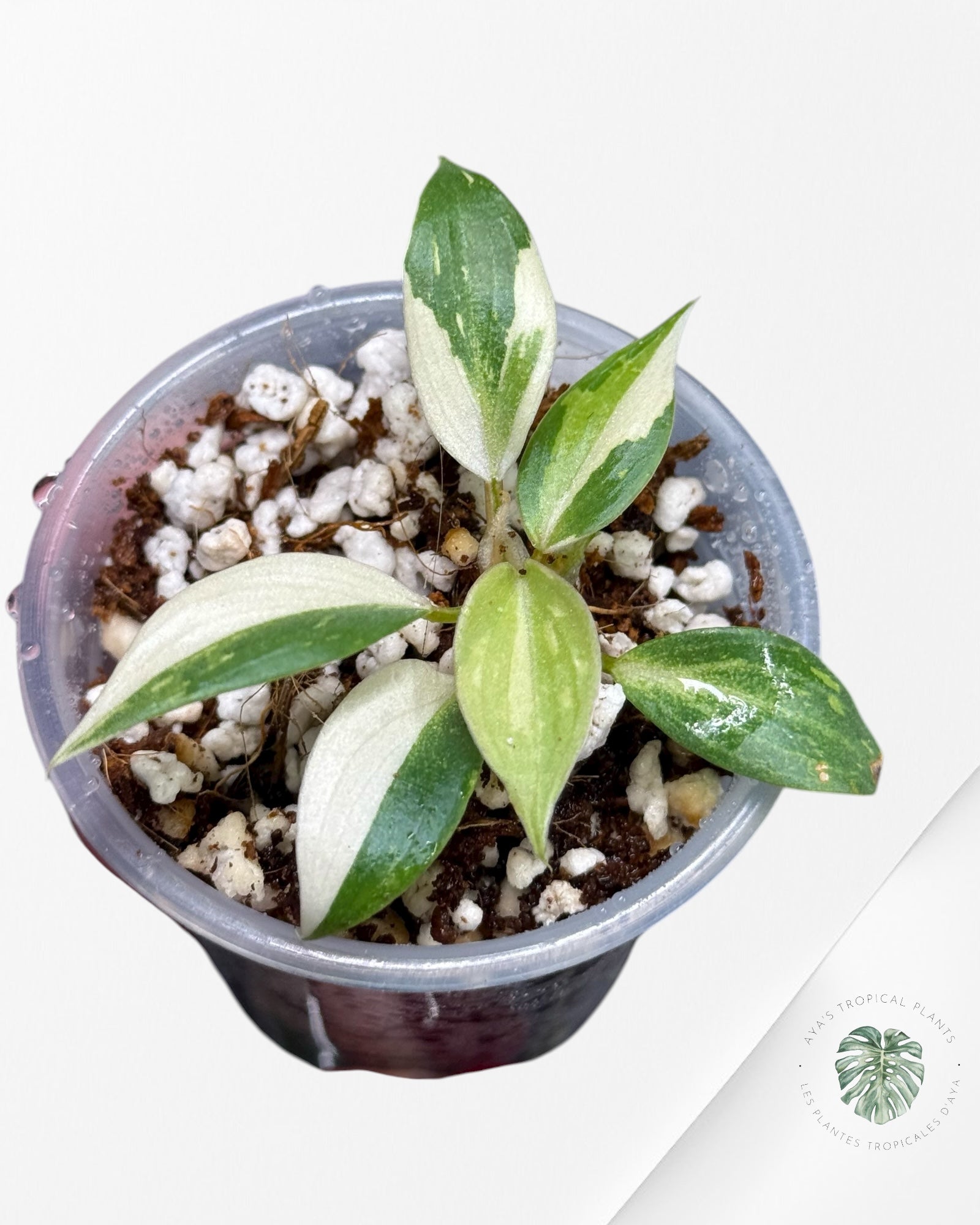 Philodendron Gloriosum Variegated| Rare Tc Plant| Aya’s Tropical Plants