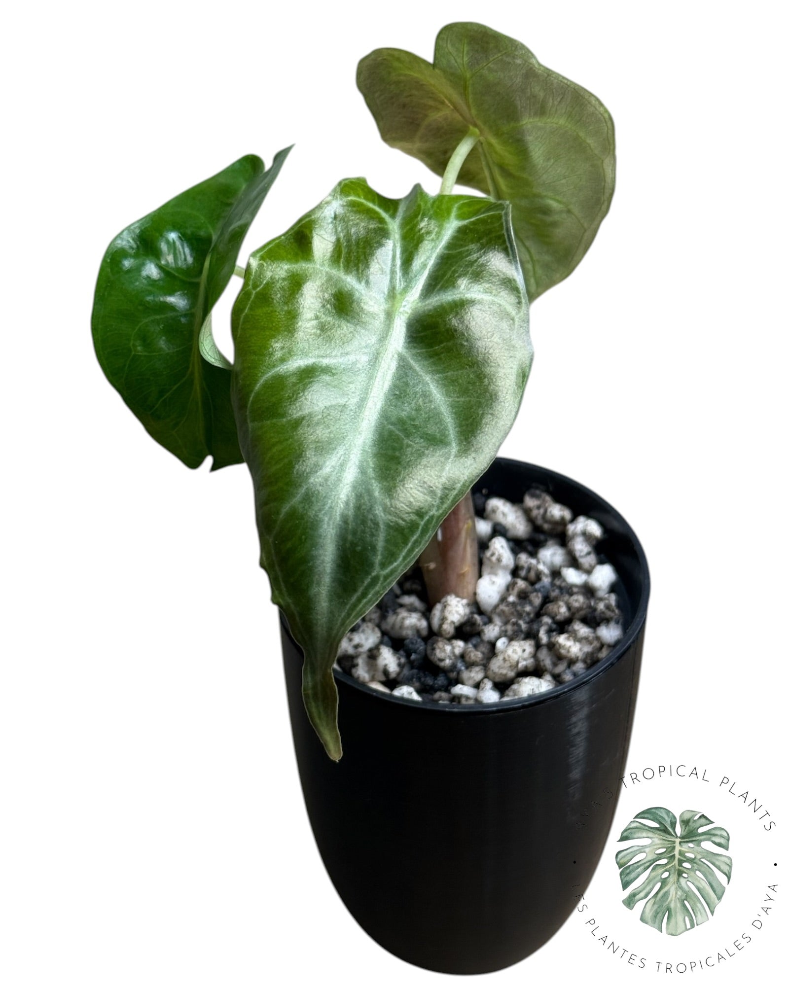 Venin d'Alocasia