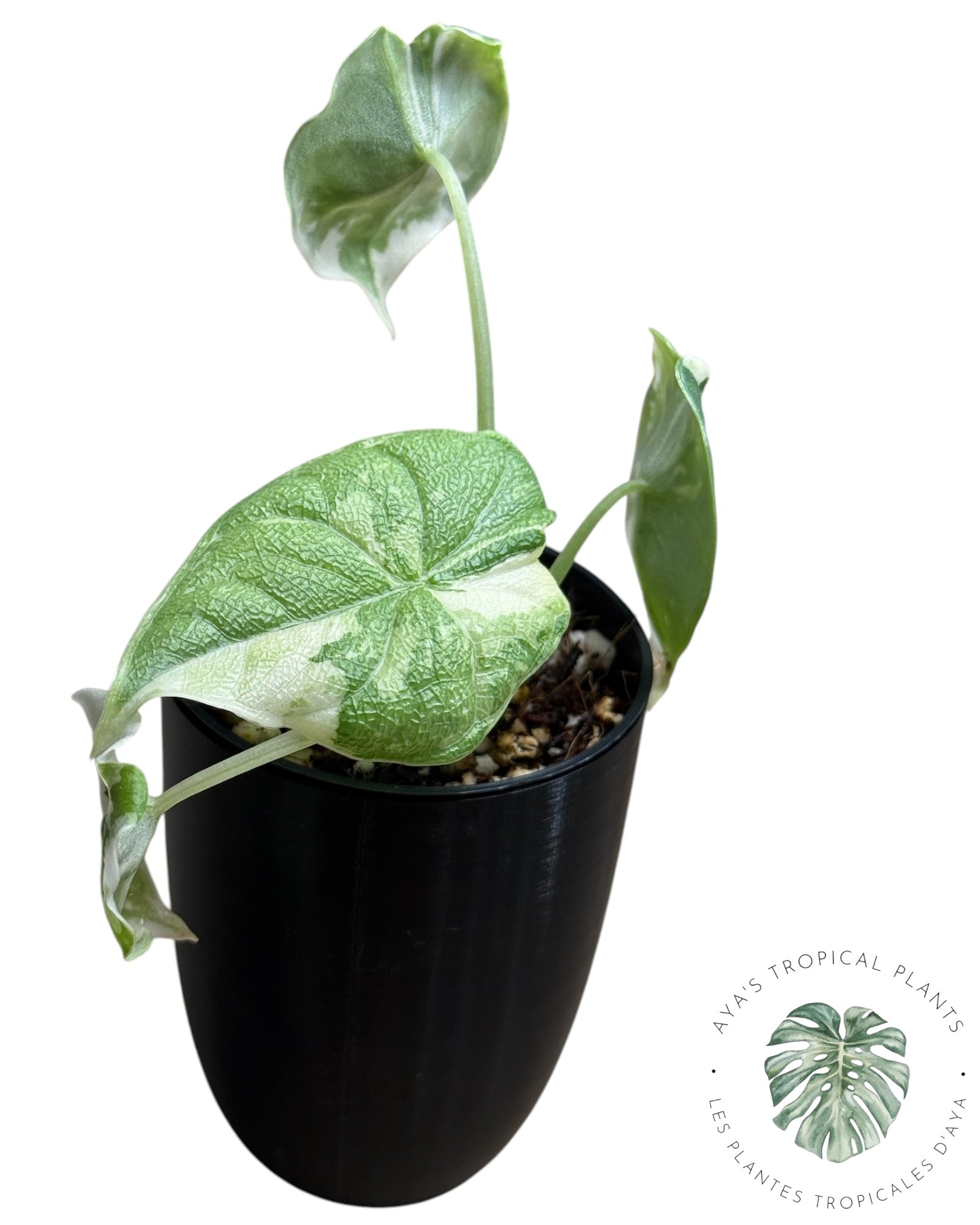 Alocasia Melo Albo Variegated
