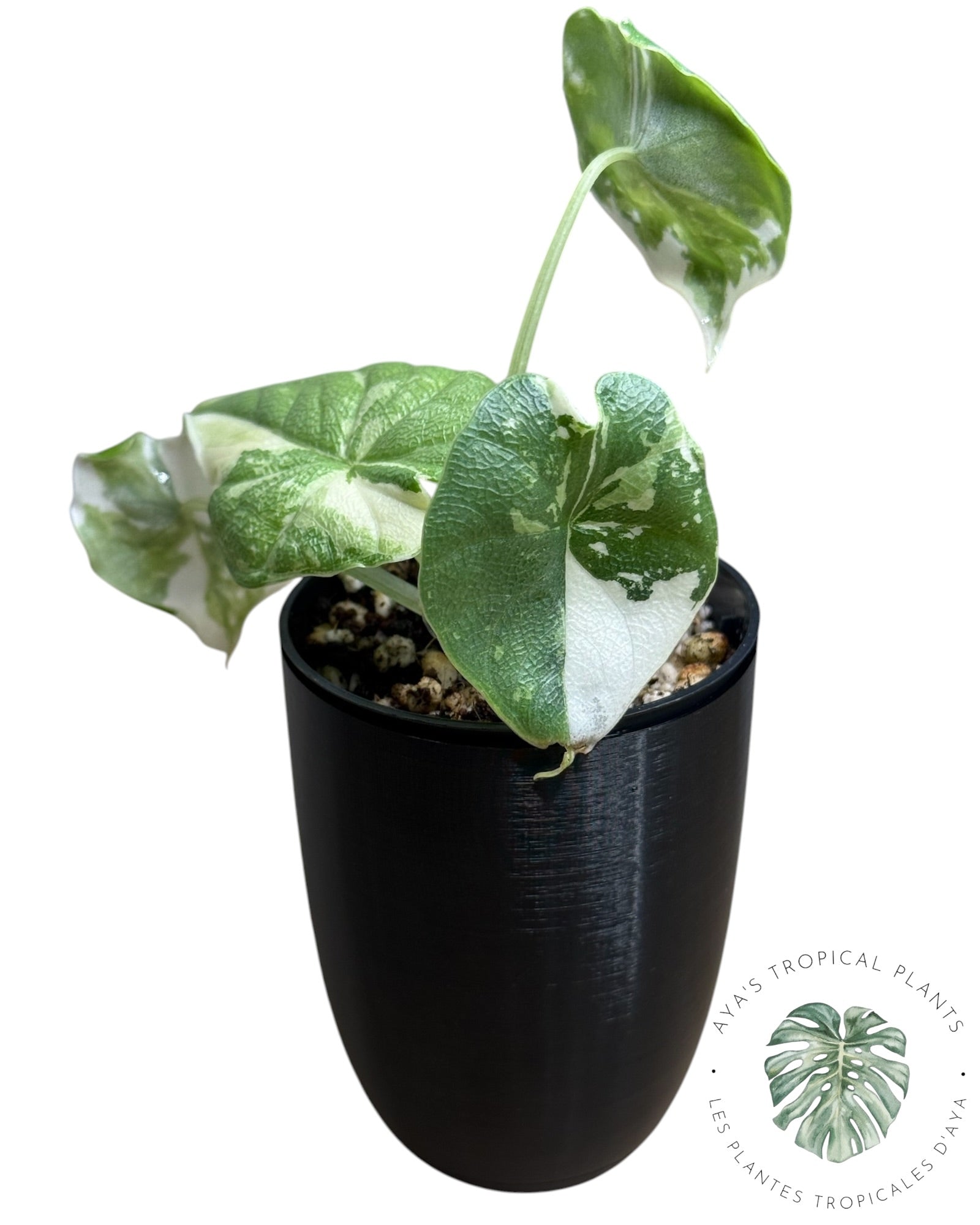 Alocasia Melo Albo Variegated