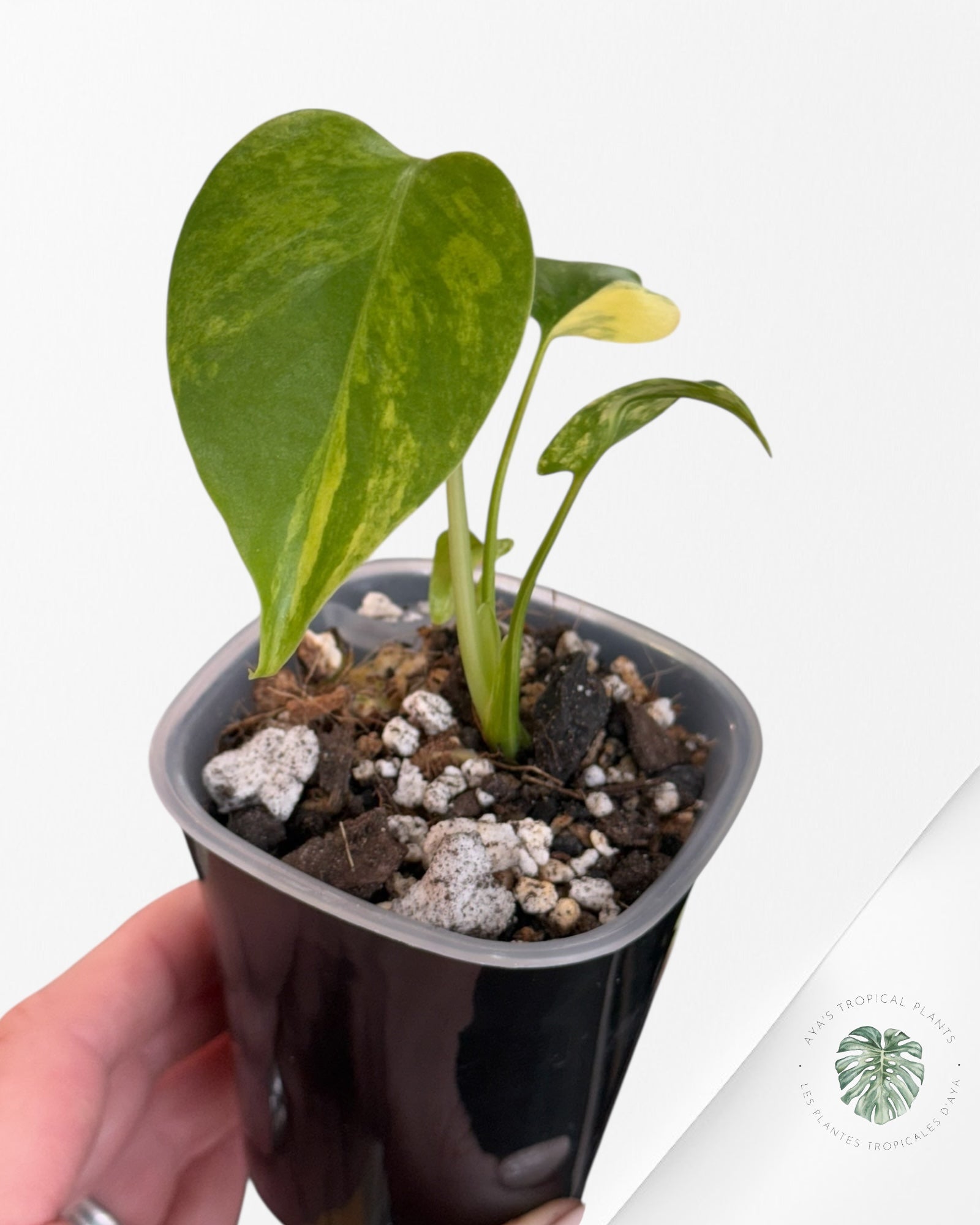 Monstera Deliciosa 'Yellow Marilyn'