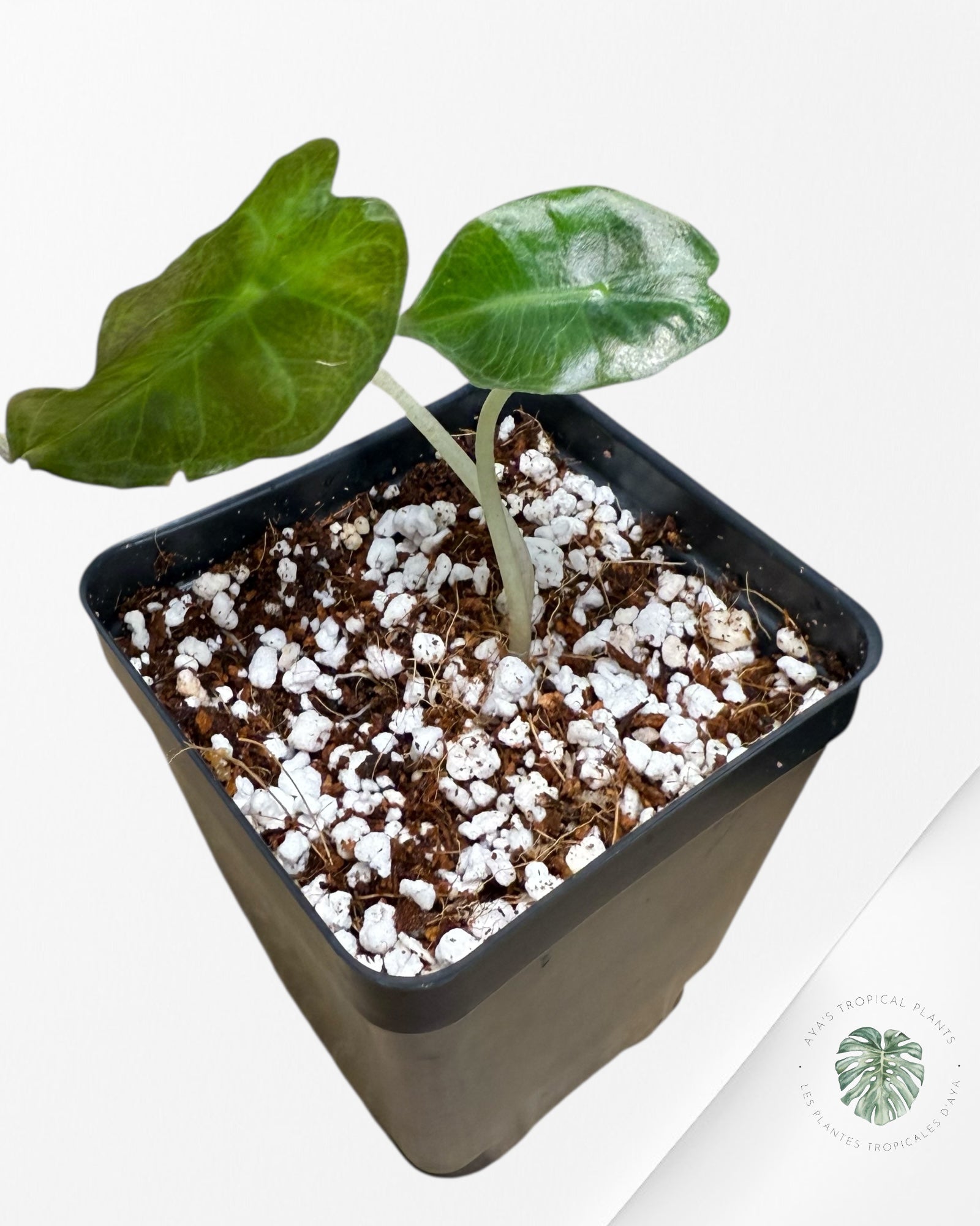 Alocasia Venom-AV2