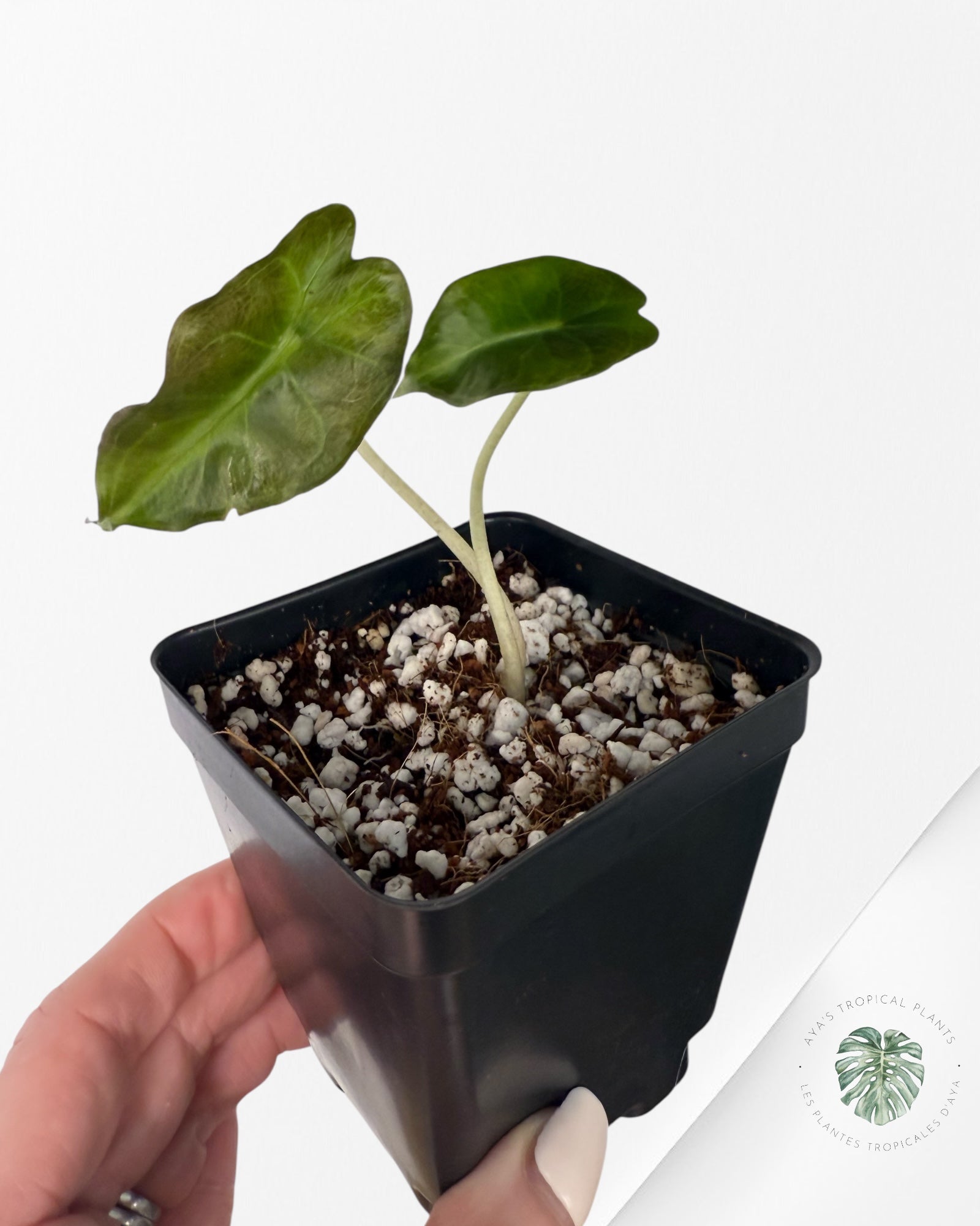 Alocasia Venom-AV2