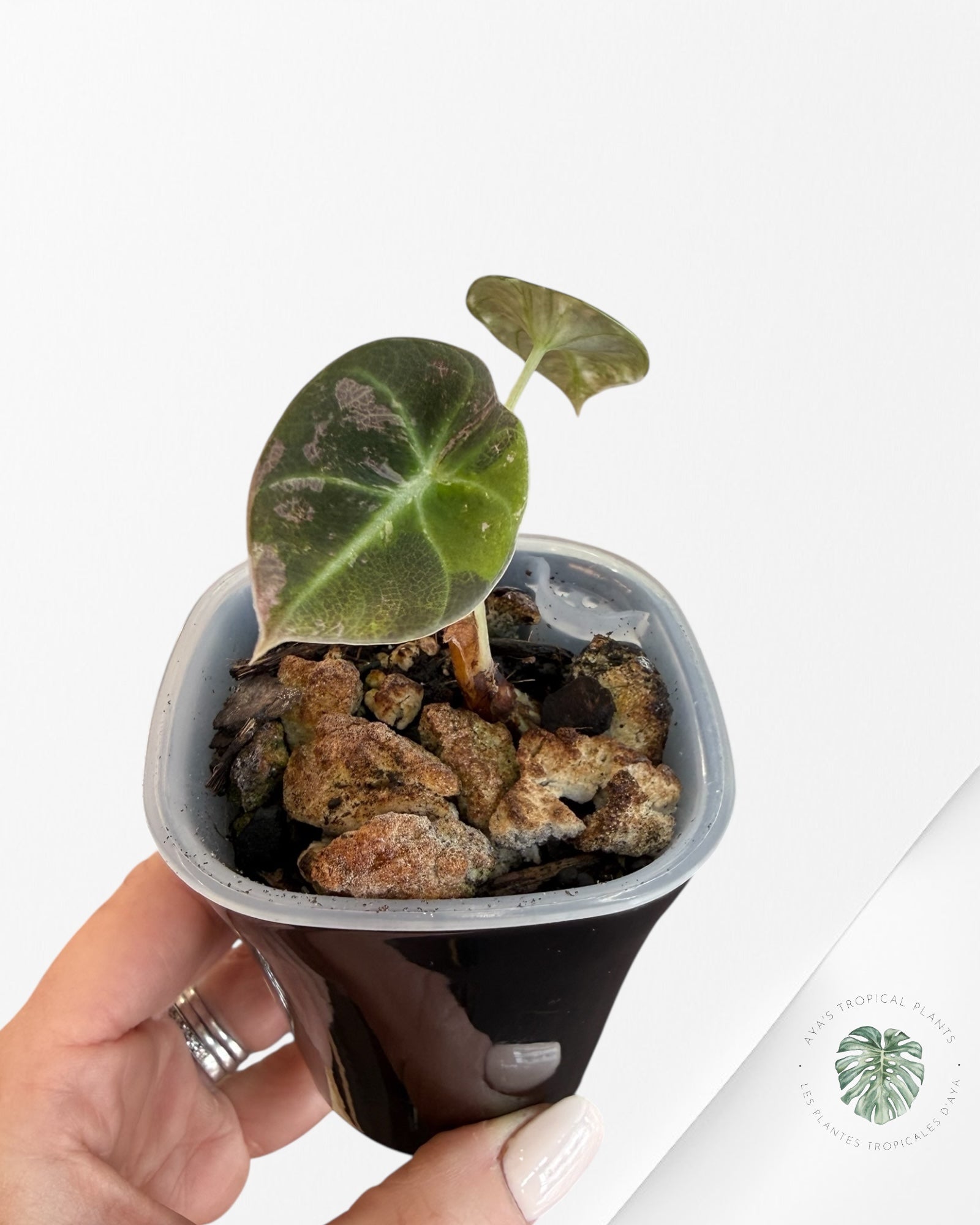 Alocasia Black Velvet Pink Variegated