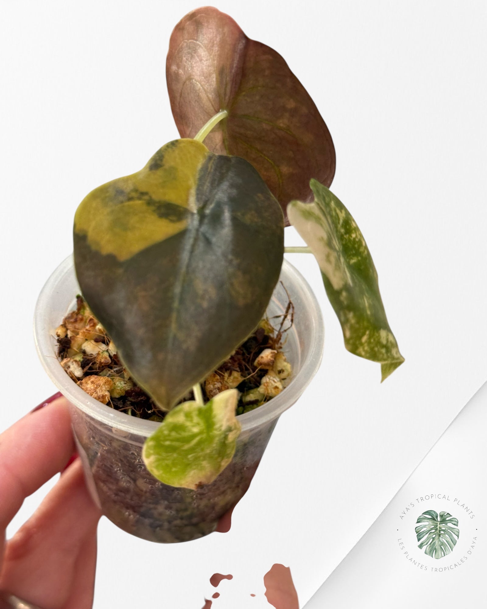 Alocasia Cuprea Golden Latte variegated | Rare TC Plant| Aya's Tropical Plants