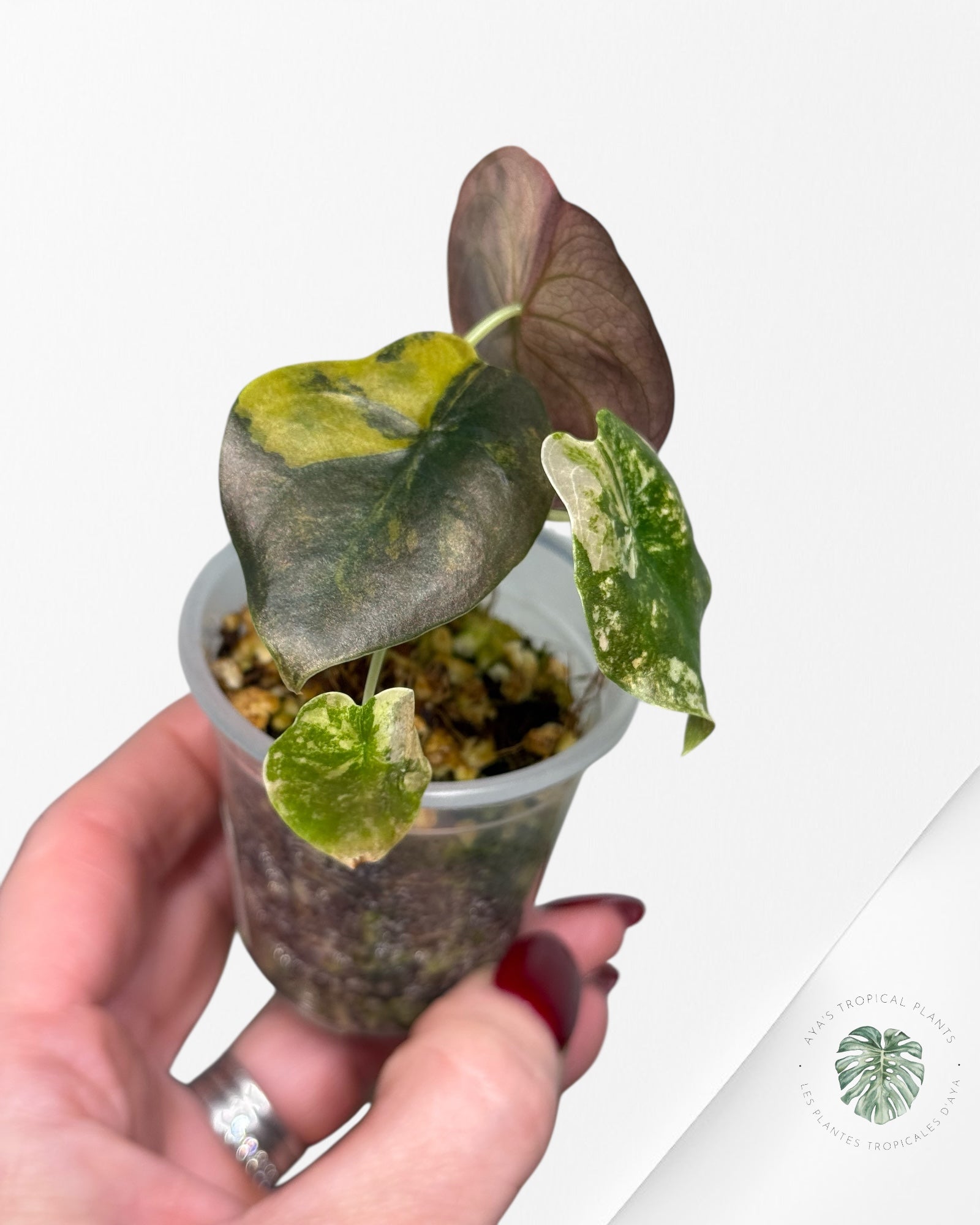 Alocasia Cuprea Golden Latte variegated | Rare TC Plant| Aya's Tropical Plants