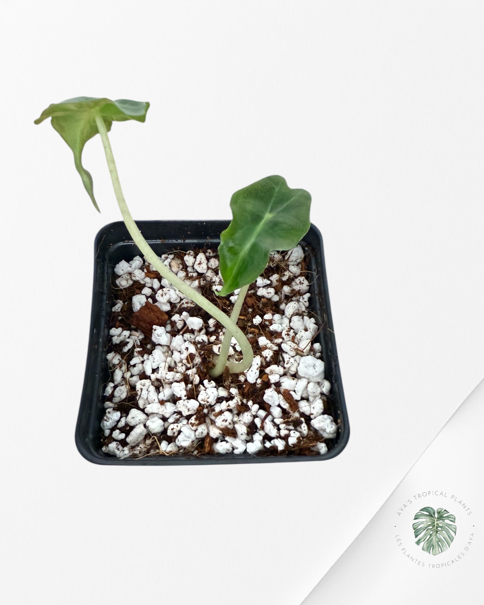 Alocasia Venom-AV3