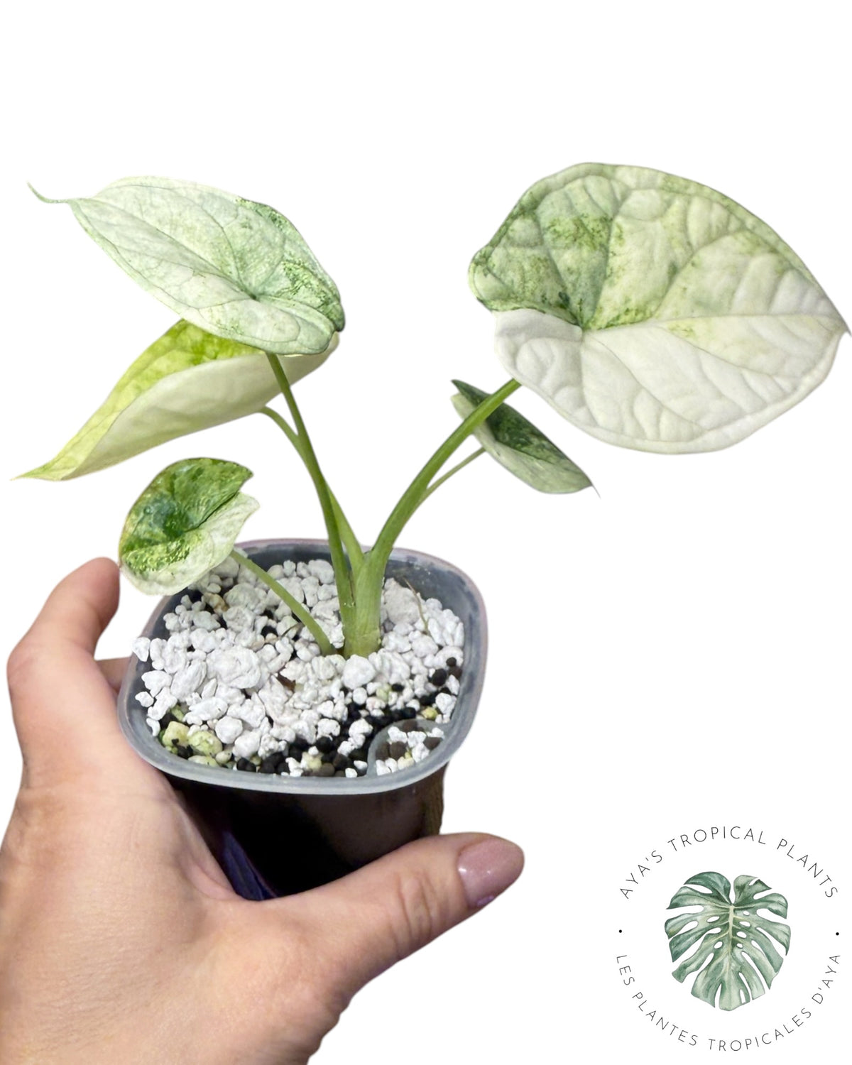 Alocasia Aegis Mint Variegated