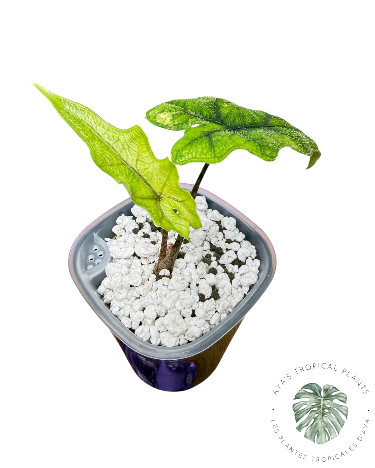 Alocasia Jacklyn Mystic variegated