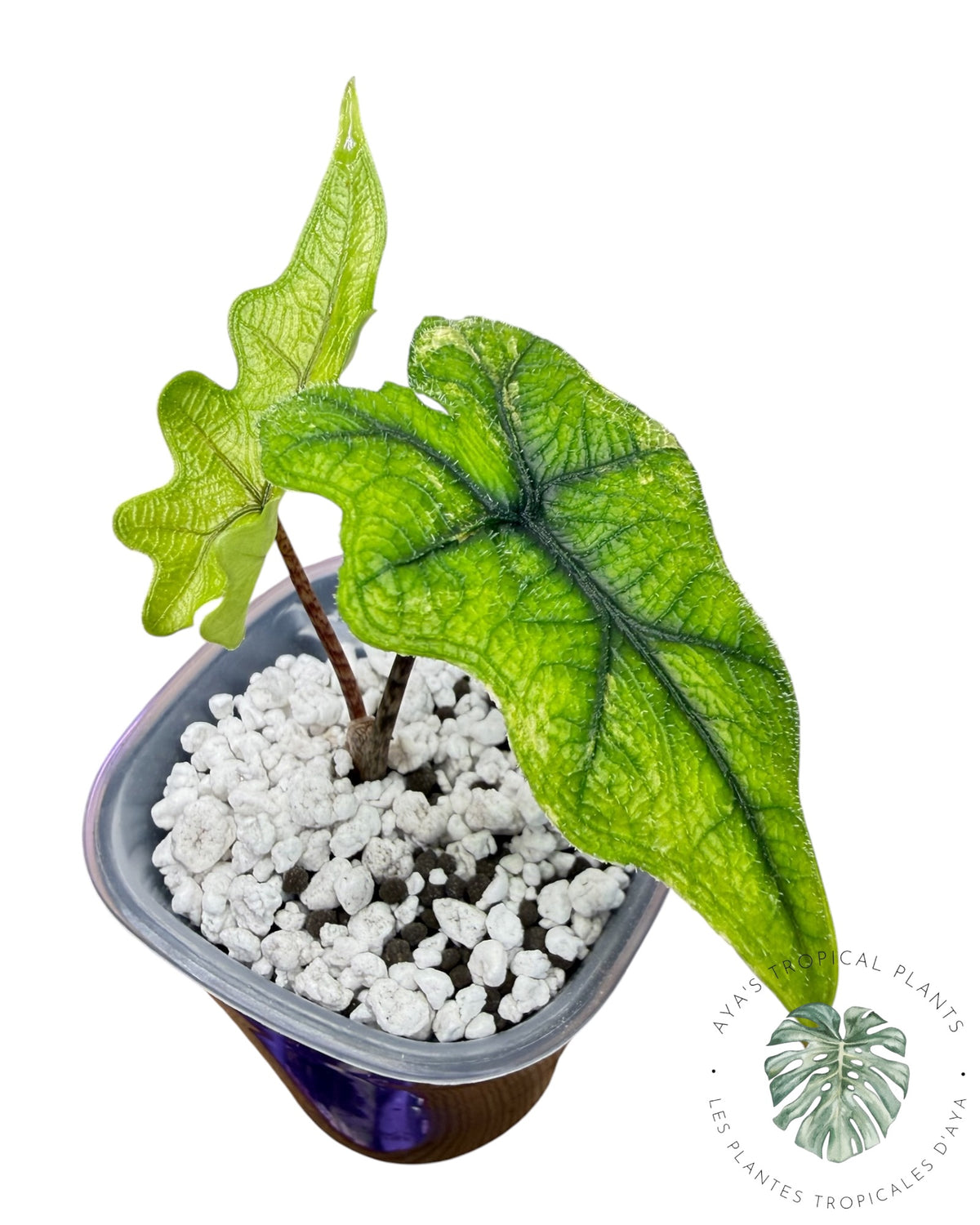 Alocasia Jacklyn Mystic variegated