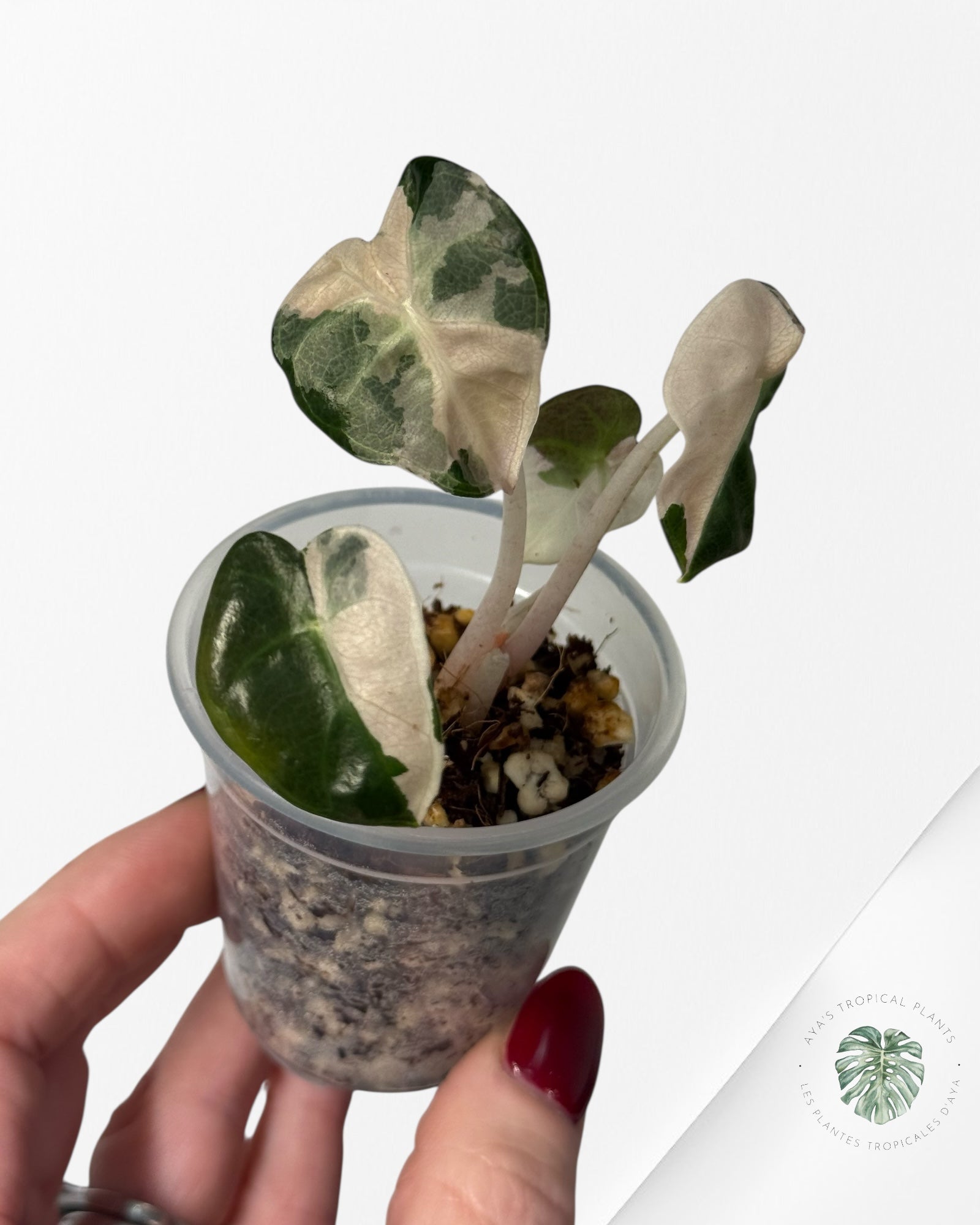 Alocasia Heart Balloon Pink variegated| Rare TC Plant| Aya's Tropical Plants