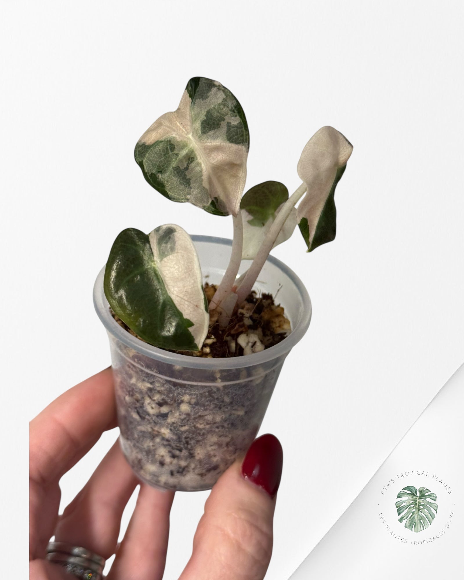 Alocasia Heart Balloon Pink variegated| Rare TC Plant| Aya's Tropical Plants