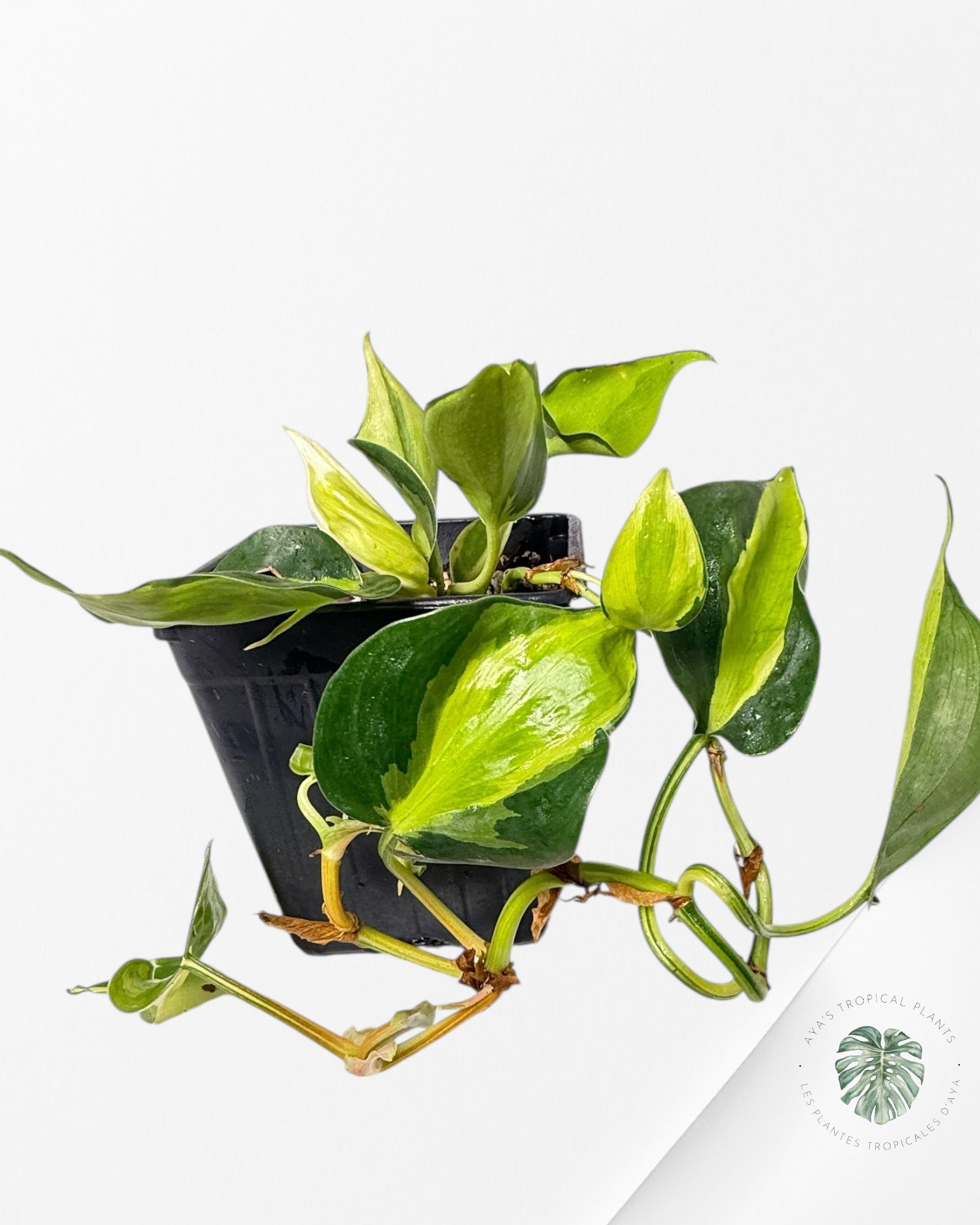 Philodendron hederaceum 'Cream Splash' - F2