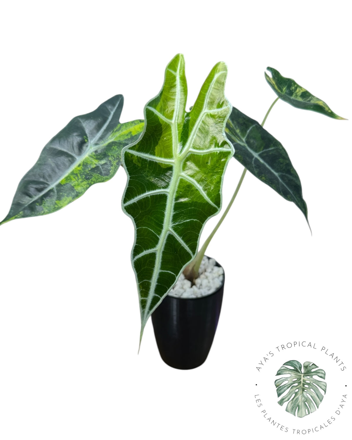 Alocasia Sanderiana ‘Bull’ Aurea Variegated