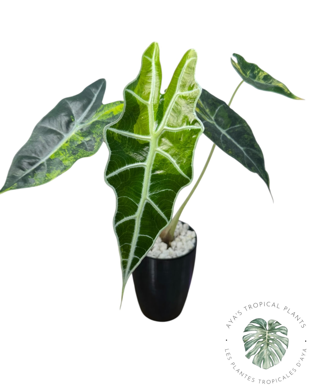 Alocasia Sanderiana ‘Bull’ Aurea Variegated