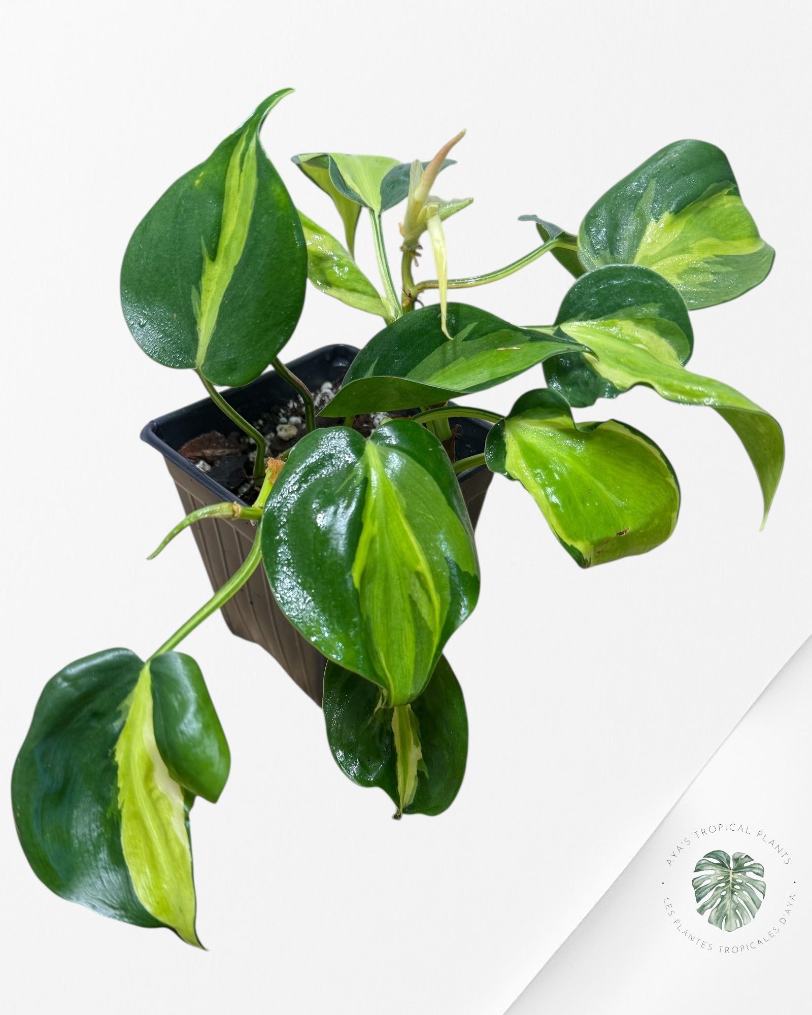 Philodendron hederaceum 'Cream Splash' - F3