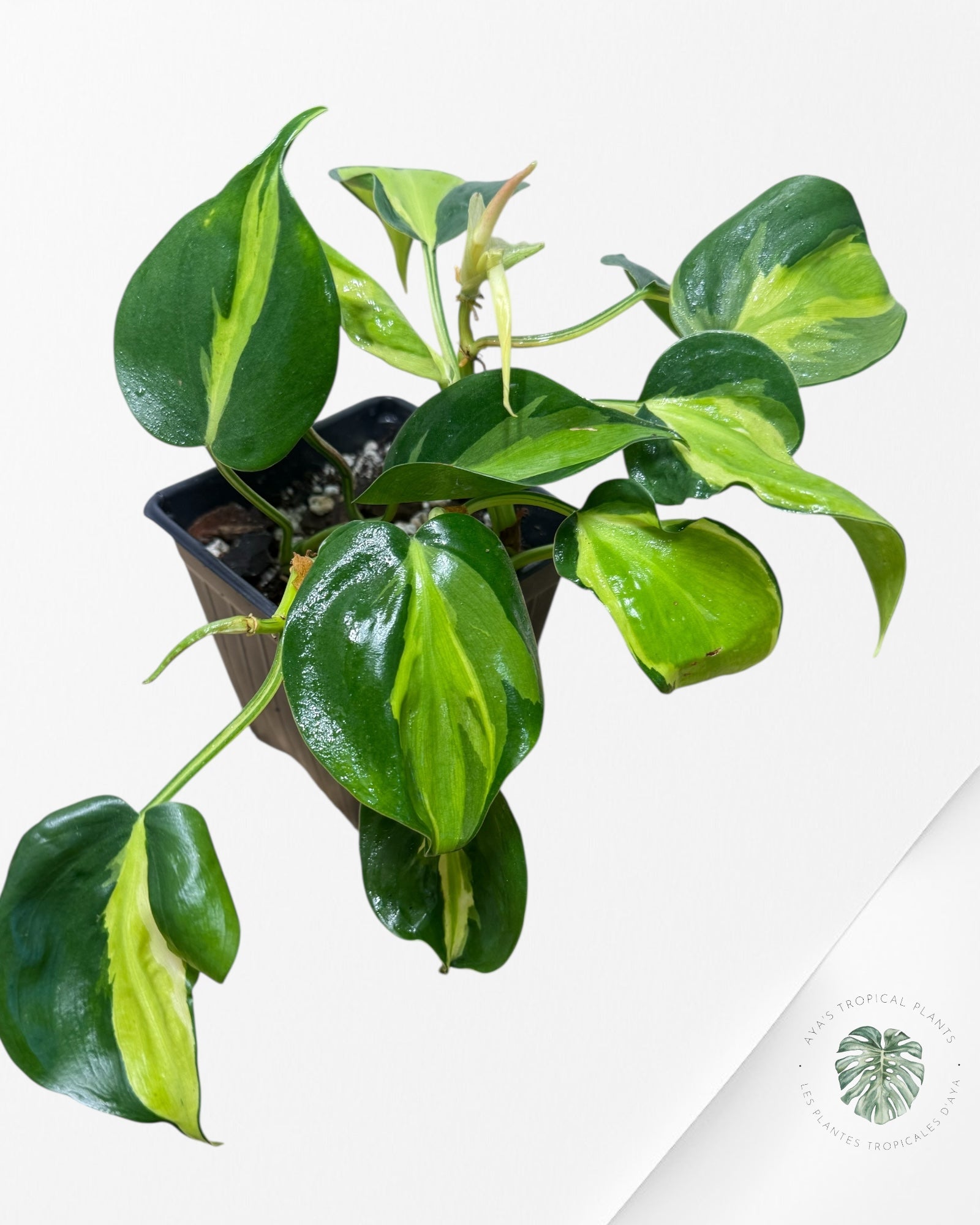 Philodendron hederaceum 'Cream Splash' - F3