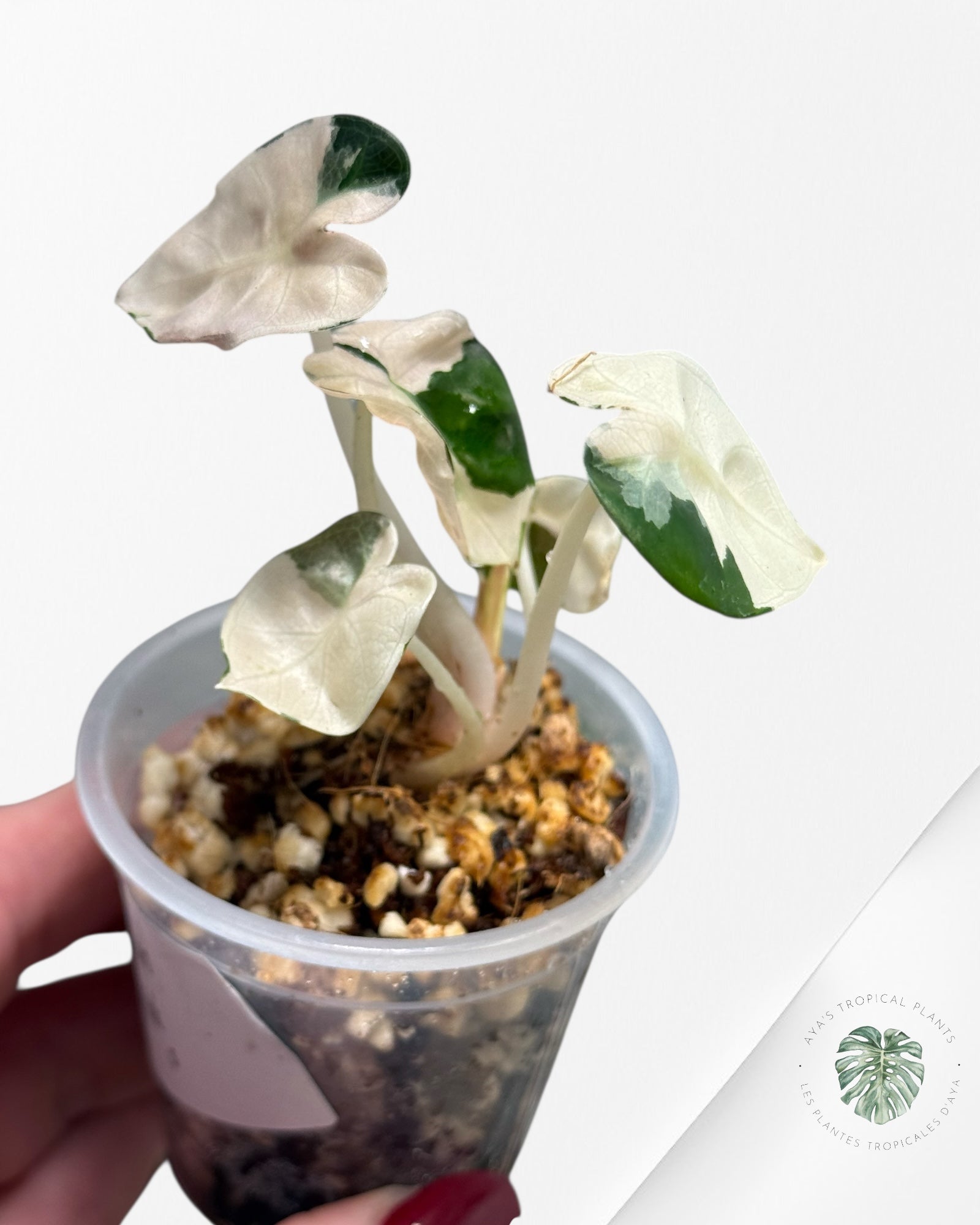 Alocasia Heart Balloon Pink variegated| Rare TC Plant| Aya's Tropical Plants