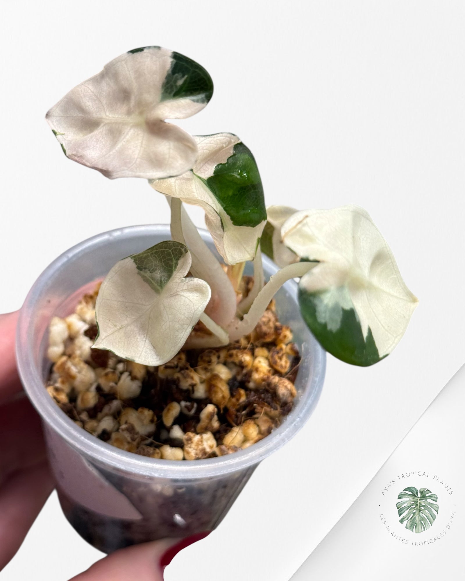 Alocasia Heart Balloon Pink variegated| Rare TC Plant| Aya's Tropical Plants