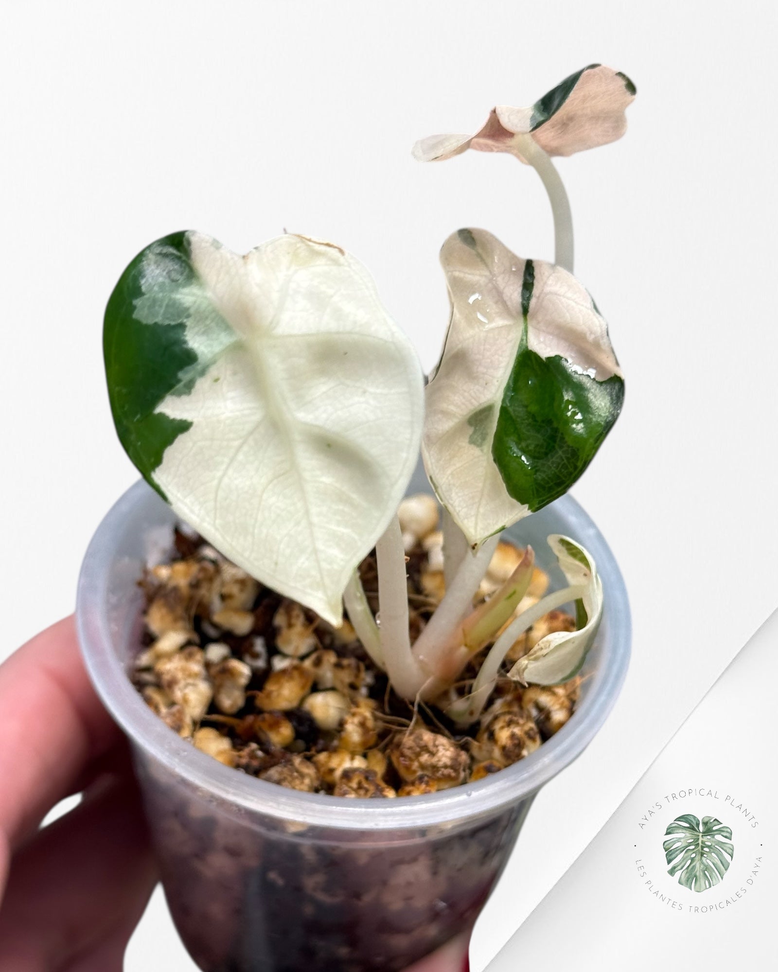 Alocasia Heart Balloon Pink variegated| Rare TC Plant| Aya's Tropical Plants