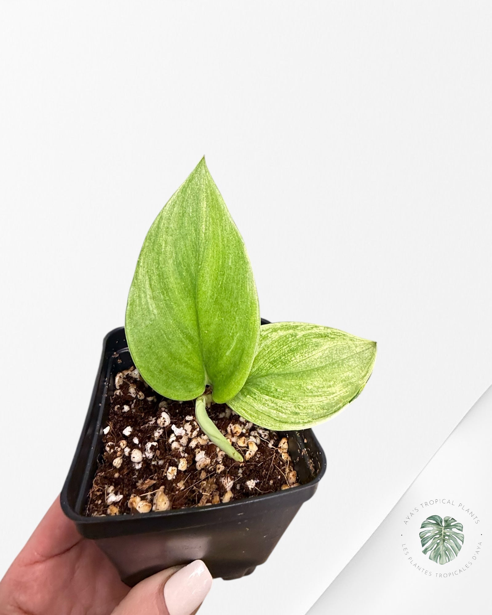 Scindapsus Treubii Moonlight White Mint - STM