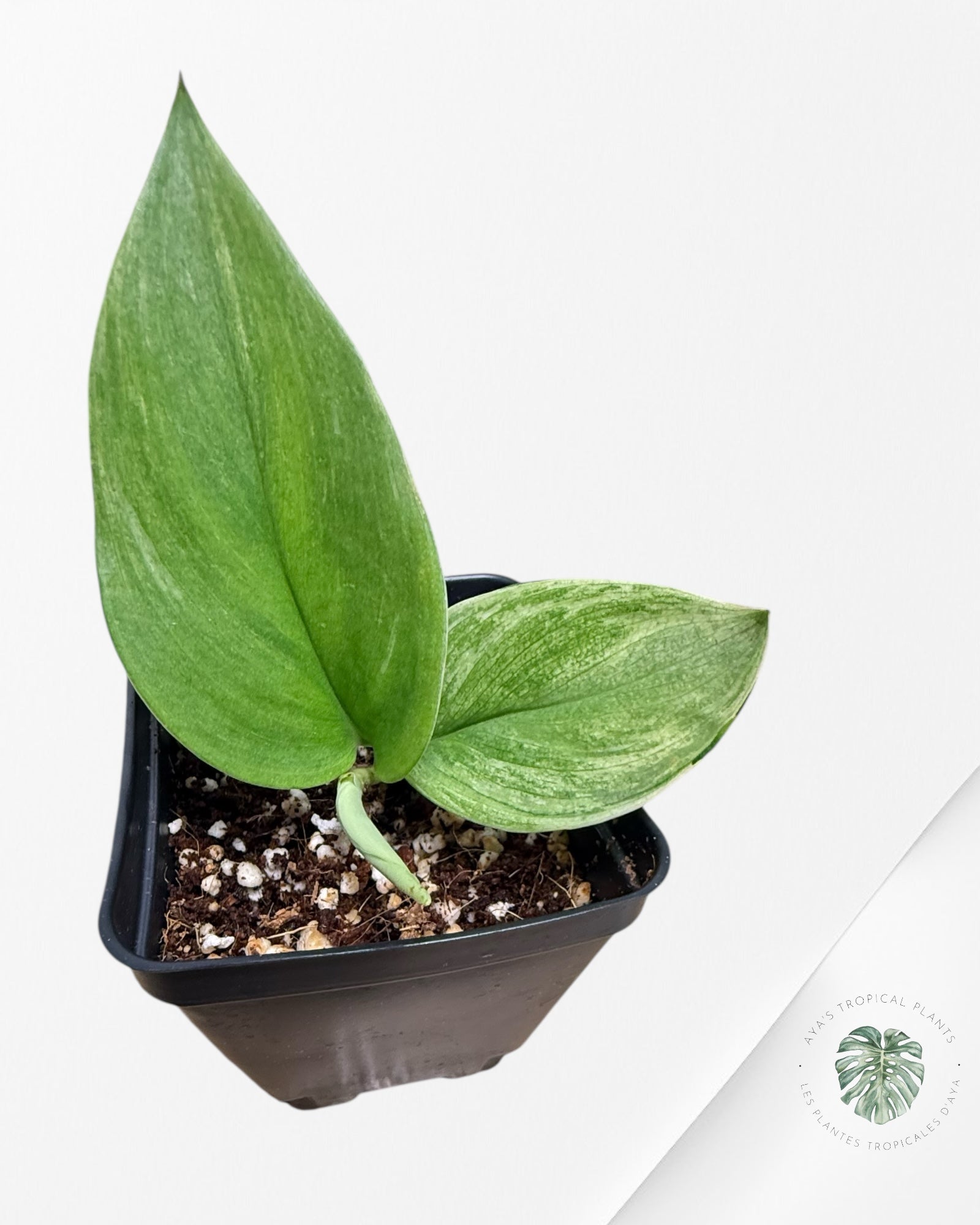 Scindapsus Treubii Moonlight White Mint - STM