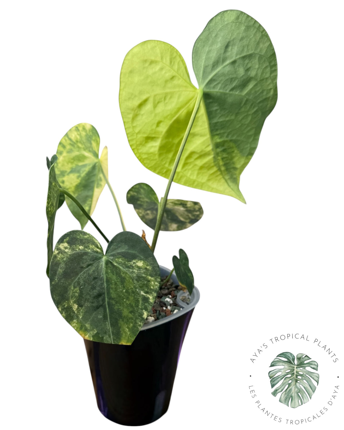 Anthurium Clarinervium Aurea Variegated
