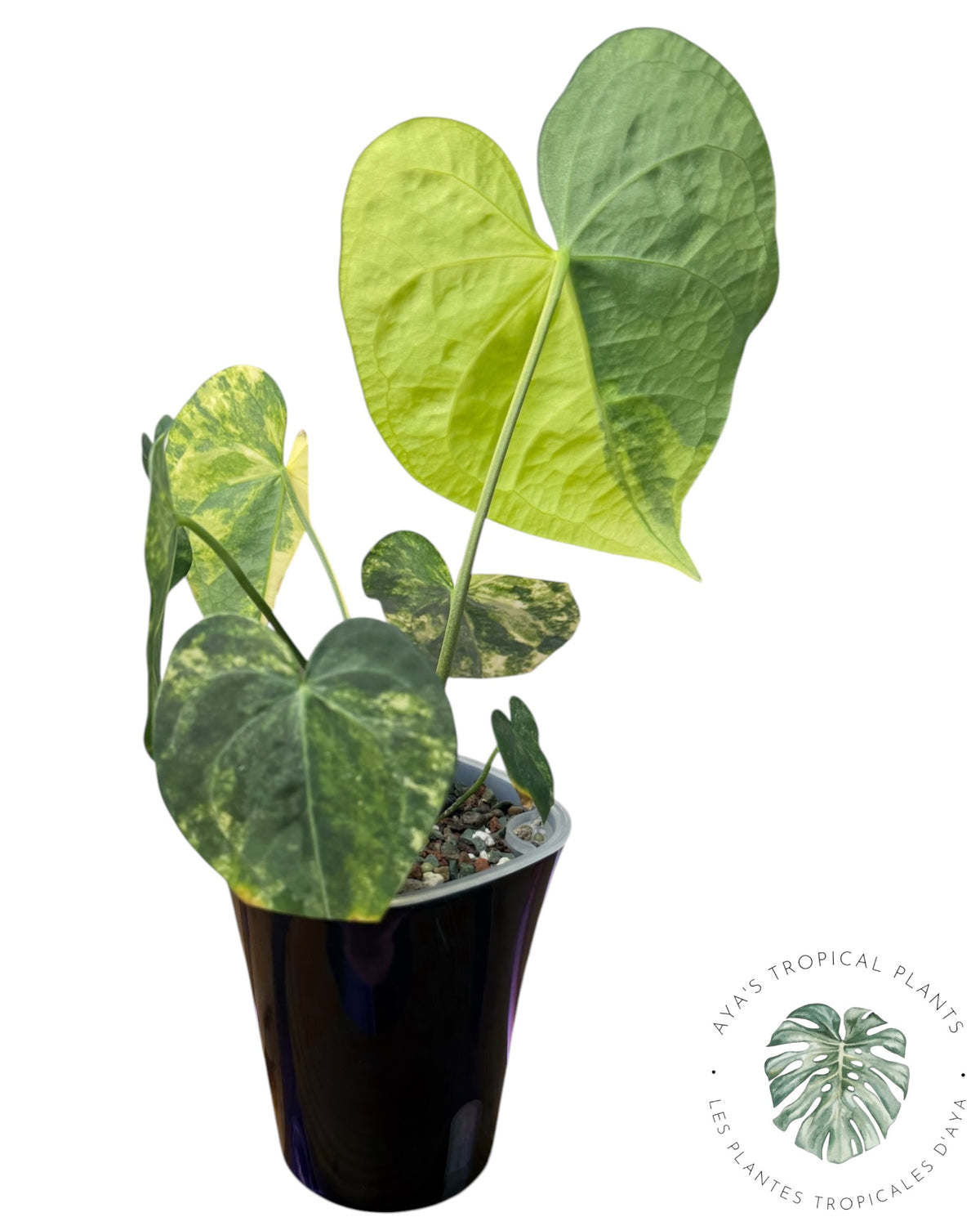 Anthurium Clarinervium Aurea Variegated