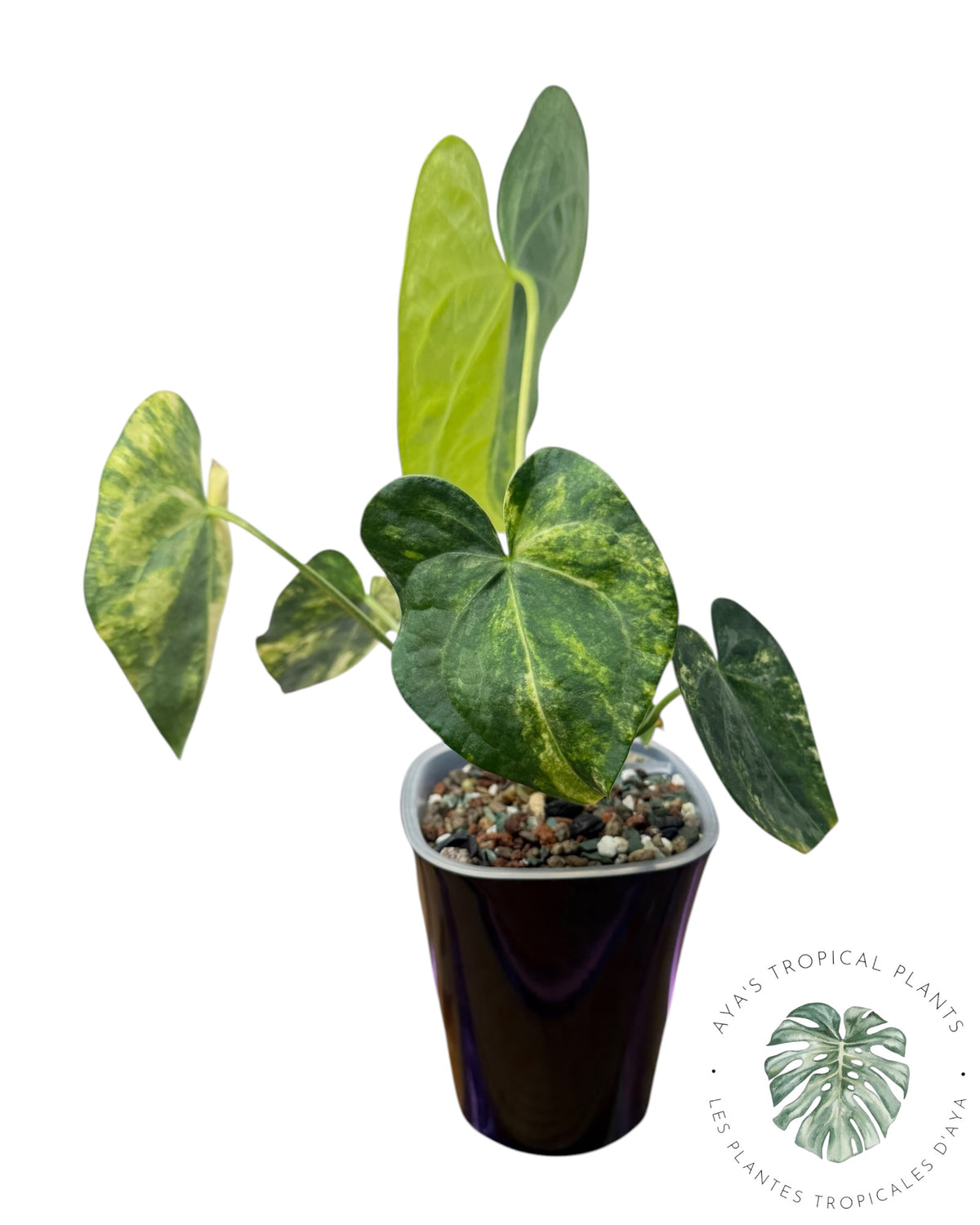 Anthurium Clarinervium Aurea Variegated
