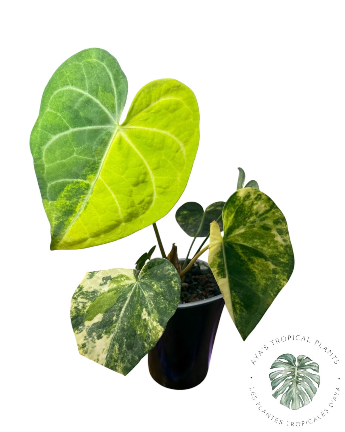 Anthurium Clarinervium Aurea Variegated