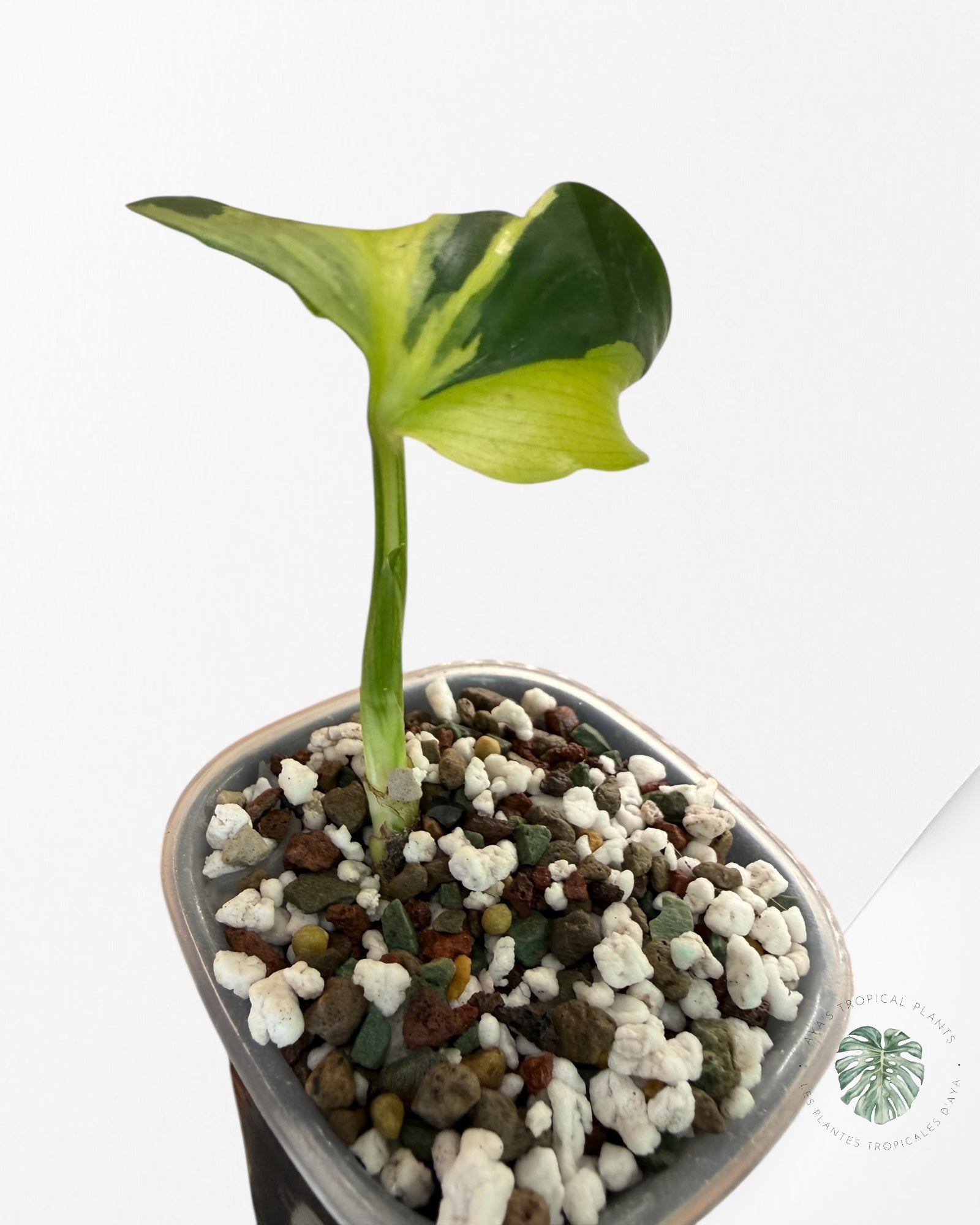 Monstera Deliciosa Electrolyte