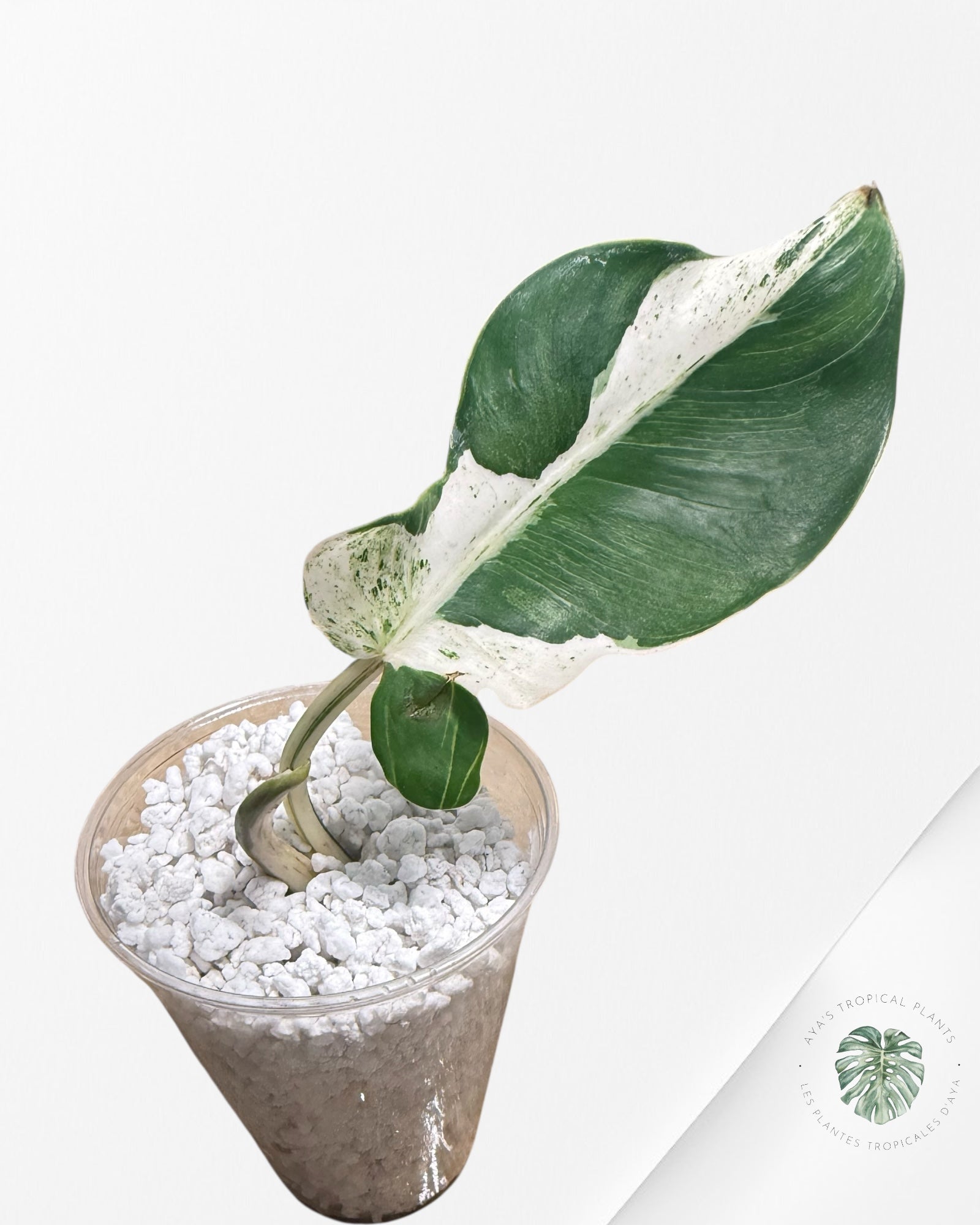Philodendron Emerald Ice - 1