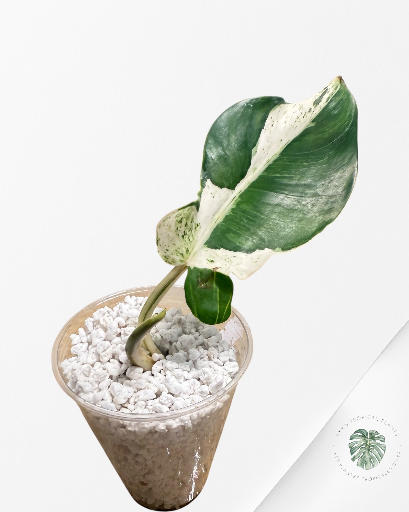 Philodendron Emerald Ice - 1