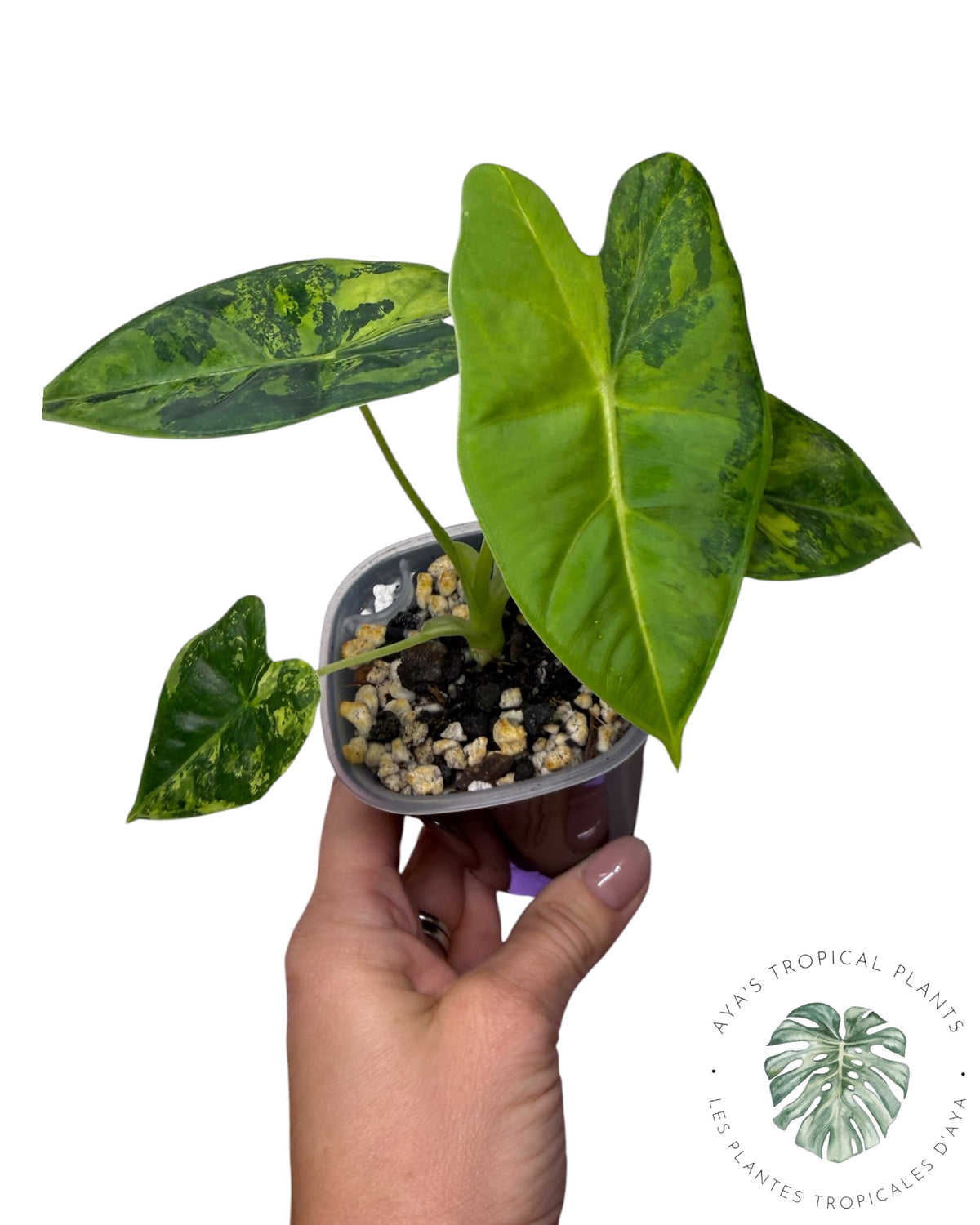Alocasia Frydek Aurea Variegated