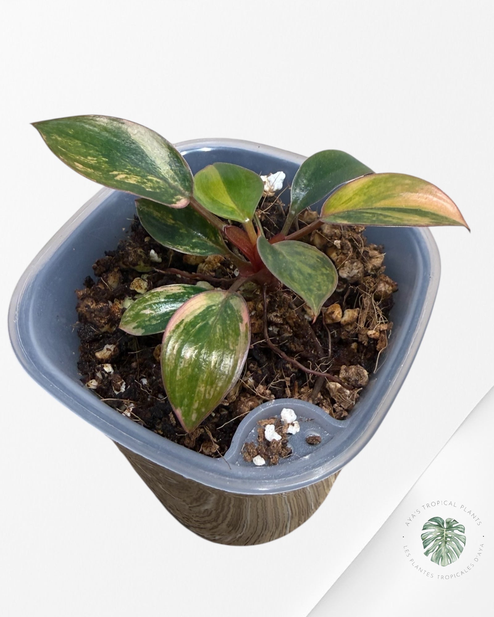 Philodendron Red Congo Variegated