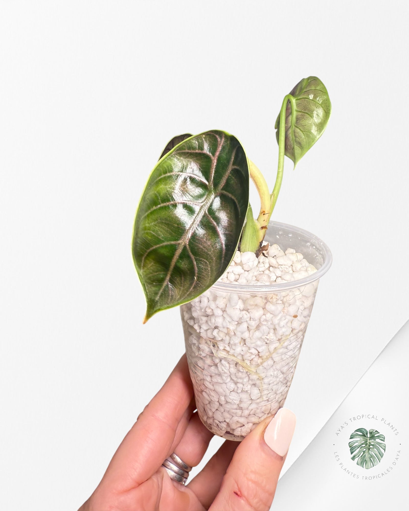 Alocasia azlanii - 601