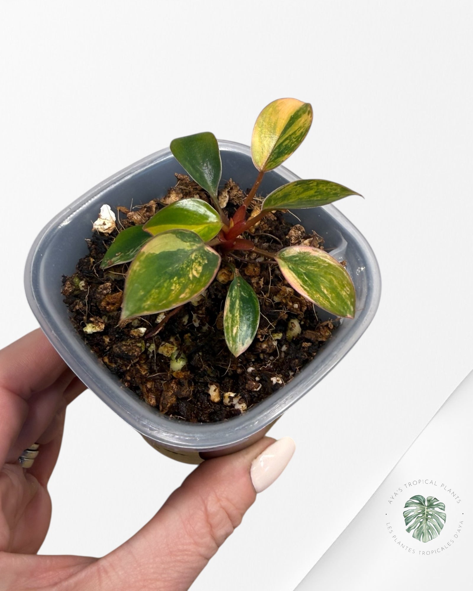 Philodendron Red Congo Variegated